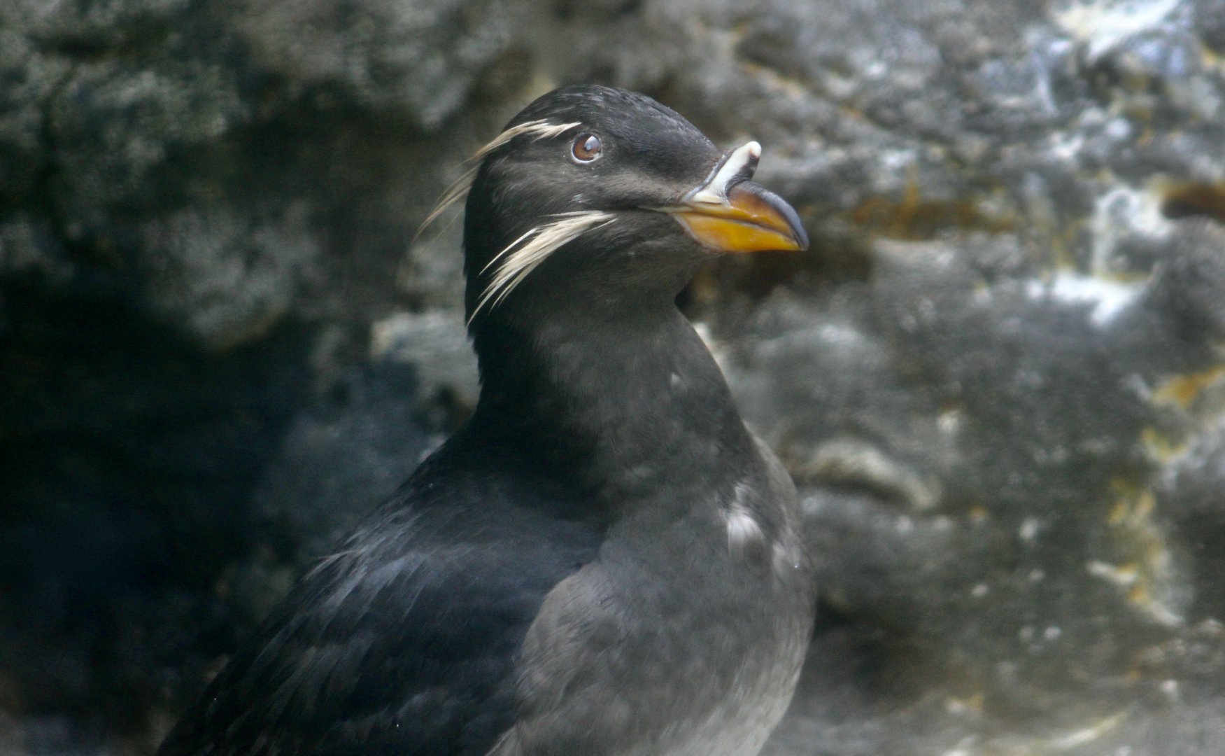 Rhinoceros Auklet (Cerorhinca monocerata) - "Lola"