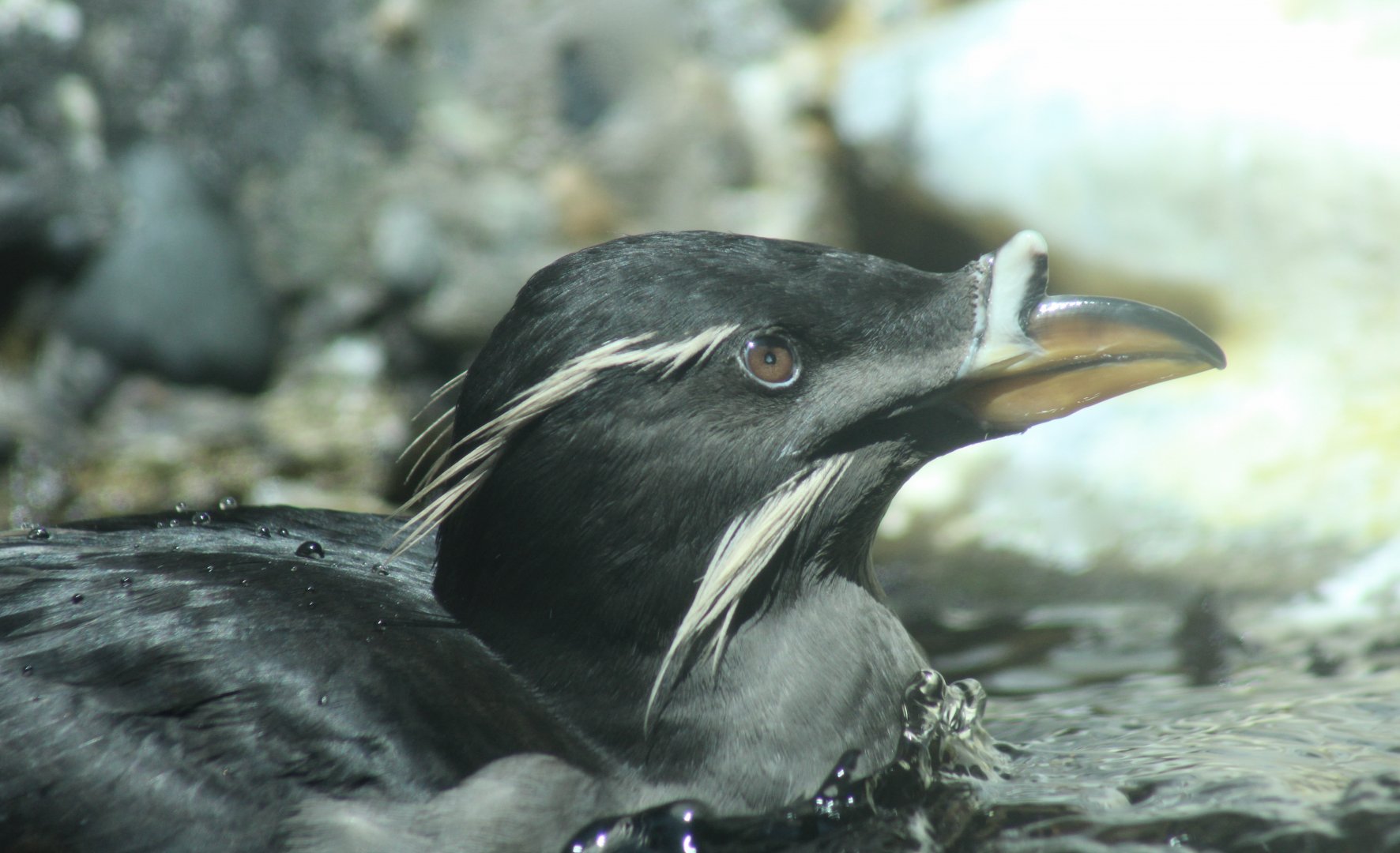 Rhinoceros Auklet (Cerorhinca monocerata) - "Lola"