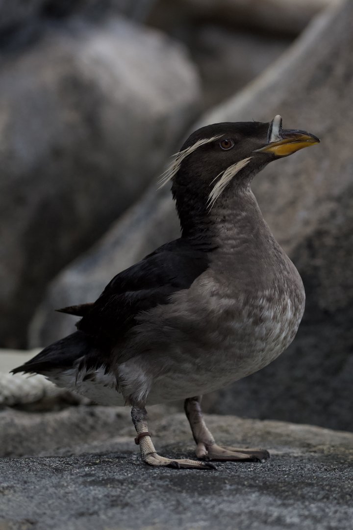 Rhinoceros Auklet/ Cerorhinca monocerata