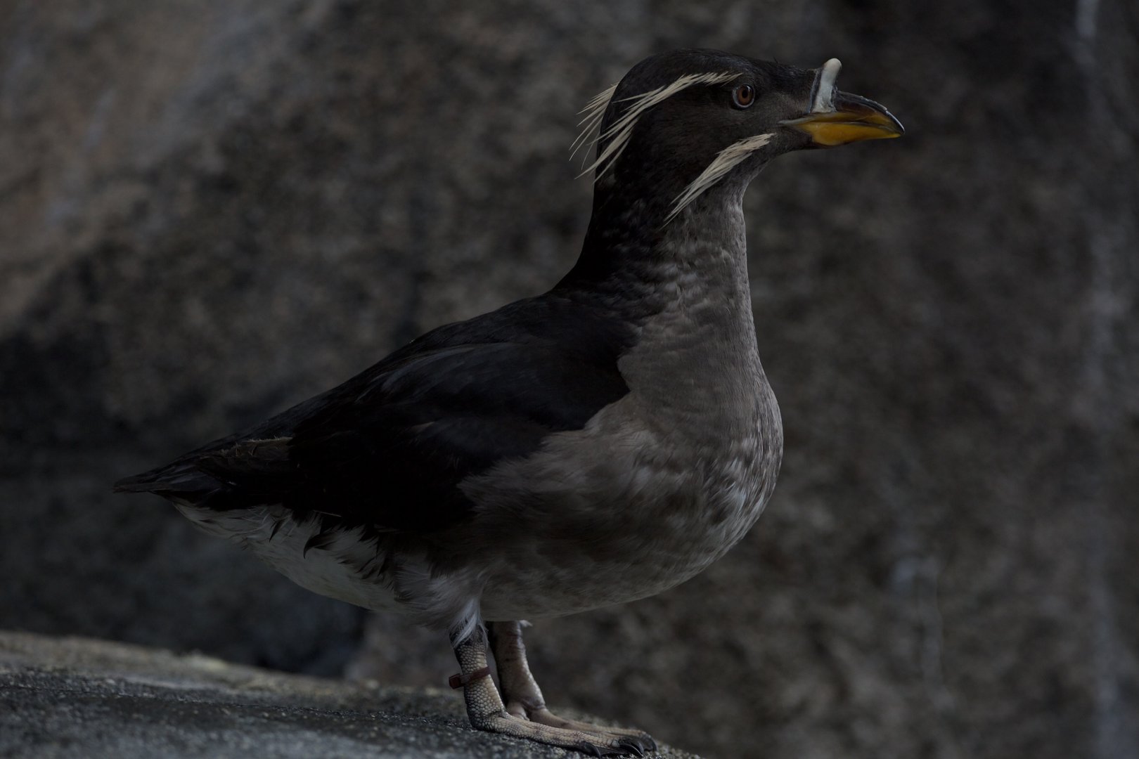 Rhinoceros Auklet/ Cerorhinca monocerata
