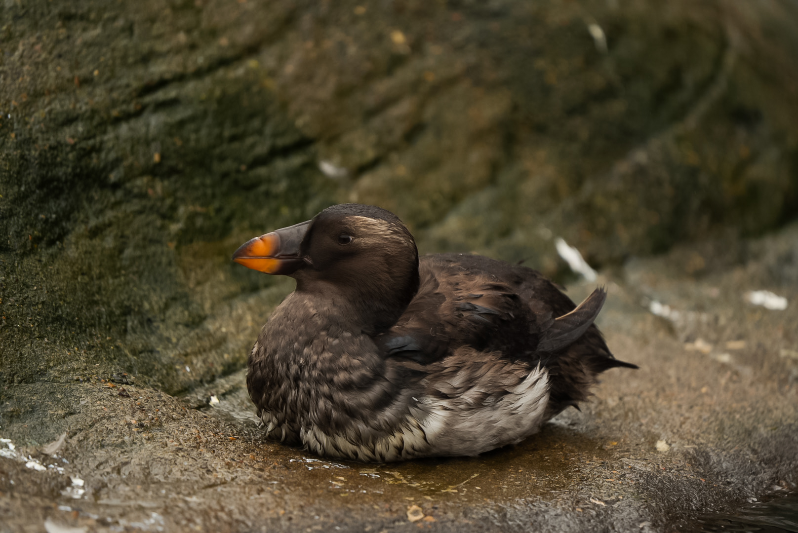 Rhinoceros Auklet (winter plumage)