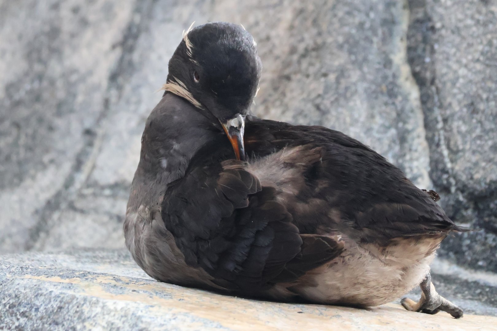 Rhinoceros Auklet