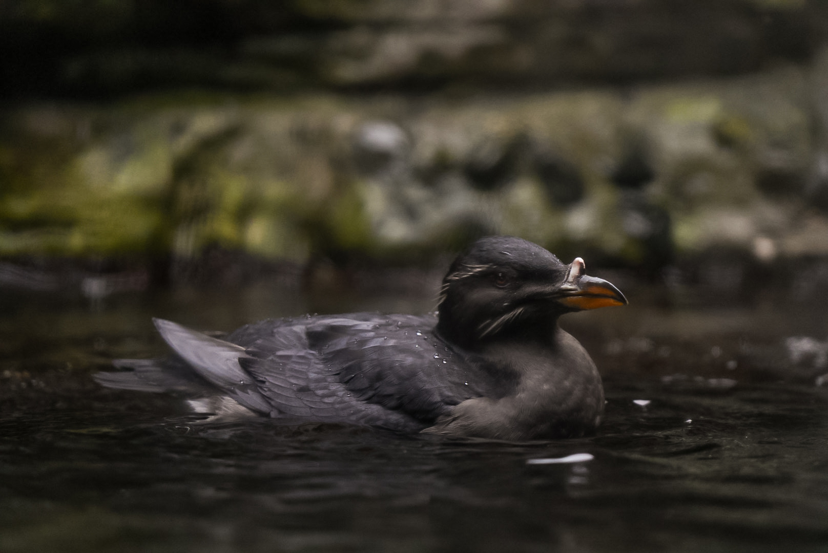 Rhinoceros Auklet