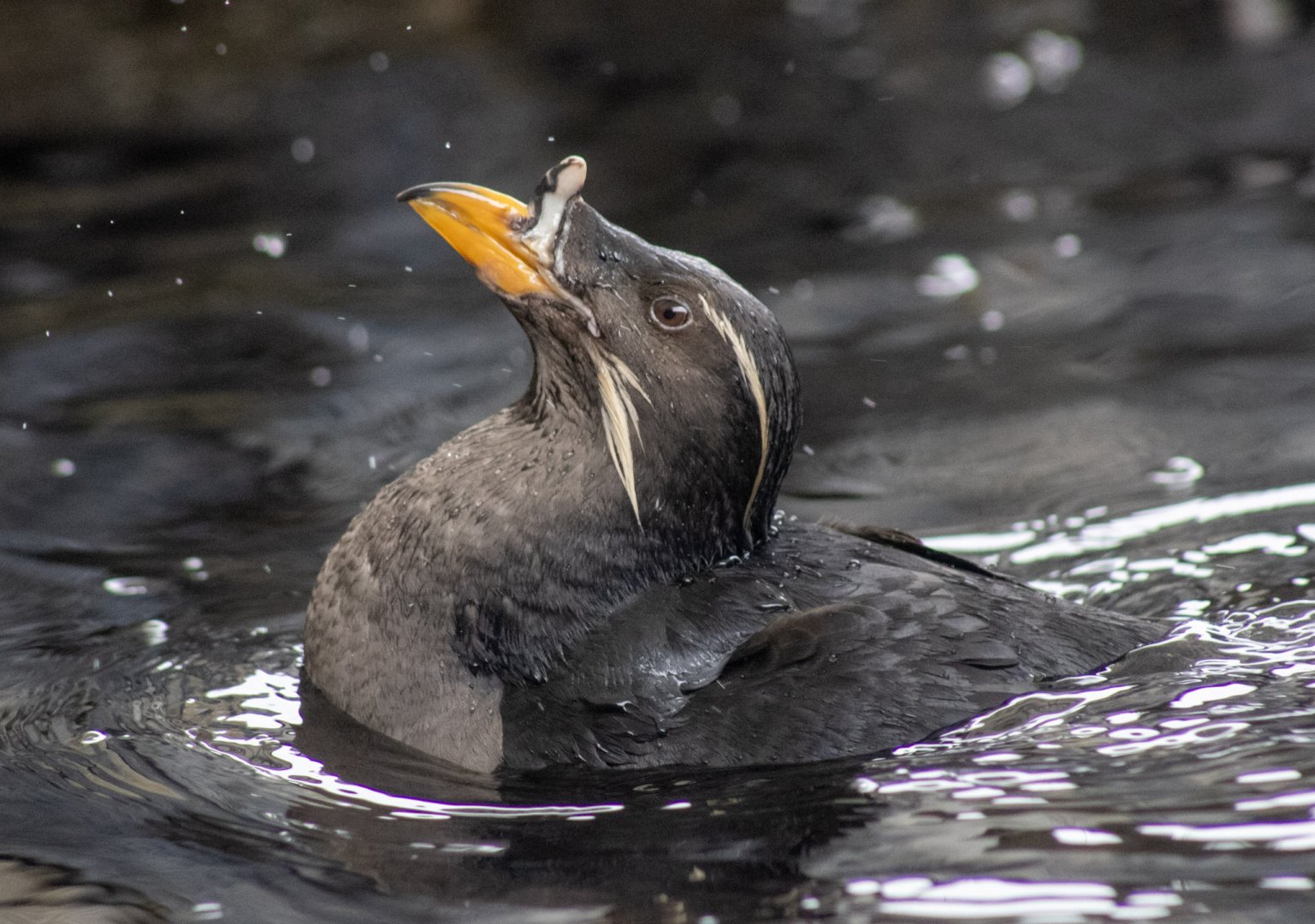 Rhinoceros Auklet
