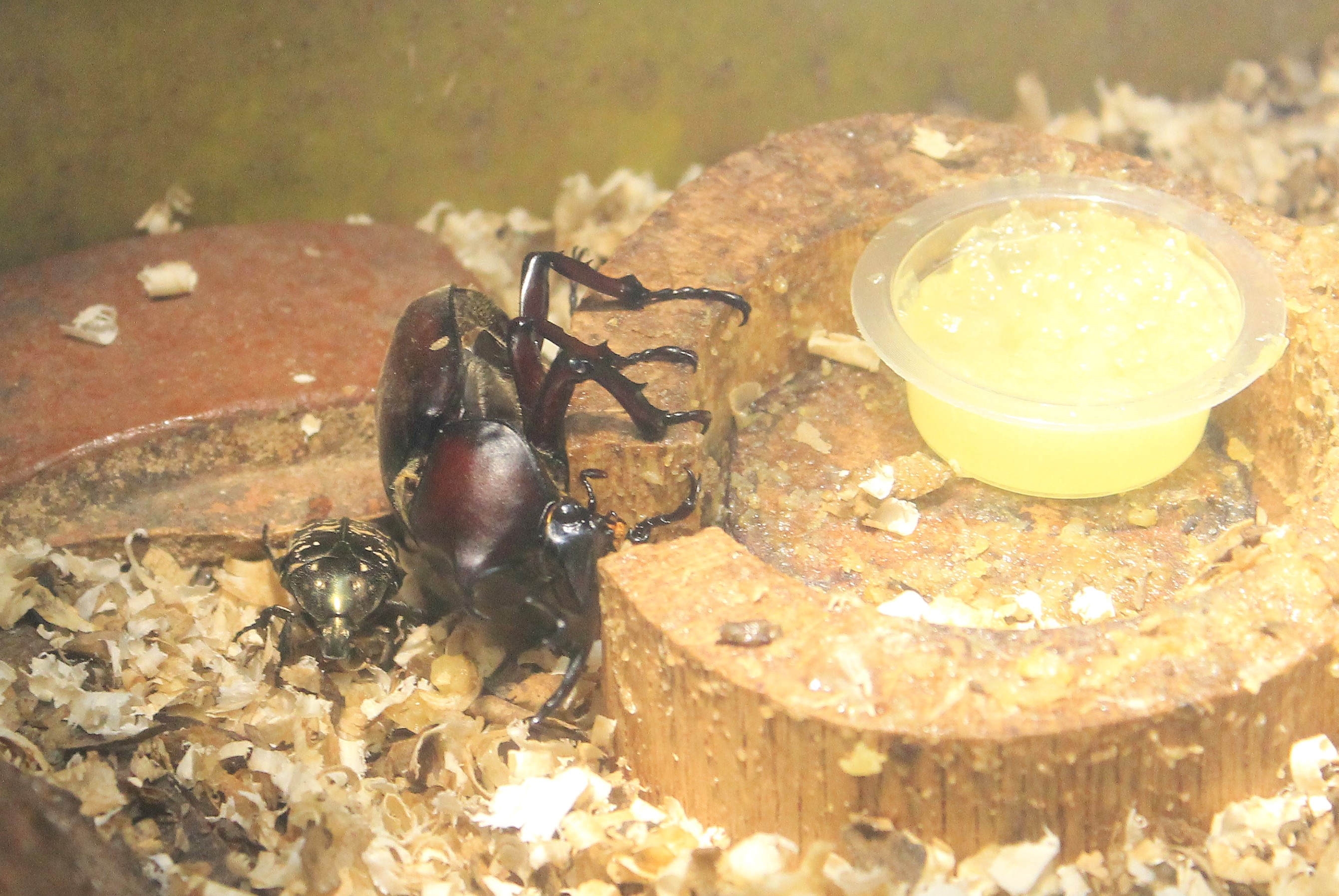 Rhinoceros Beetle and Flower Chafer