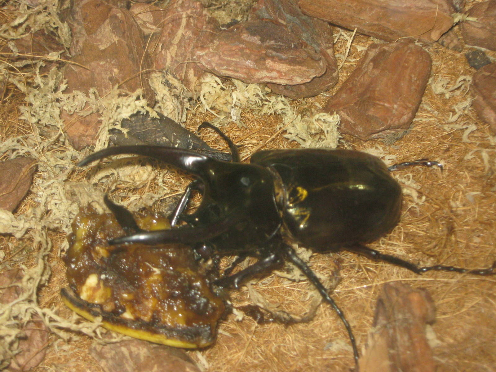 rhinoceros beetle (Chalcosoma chiron)
