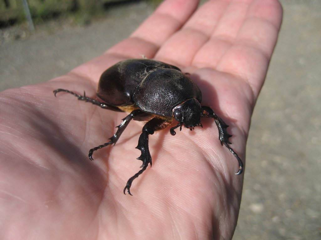 Rhinoceros Beetle female