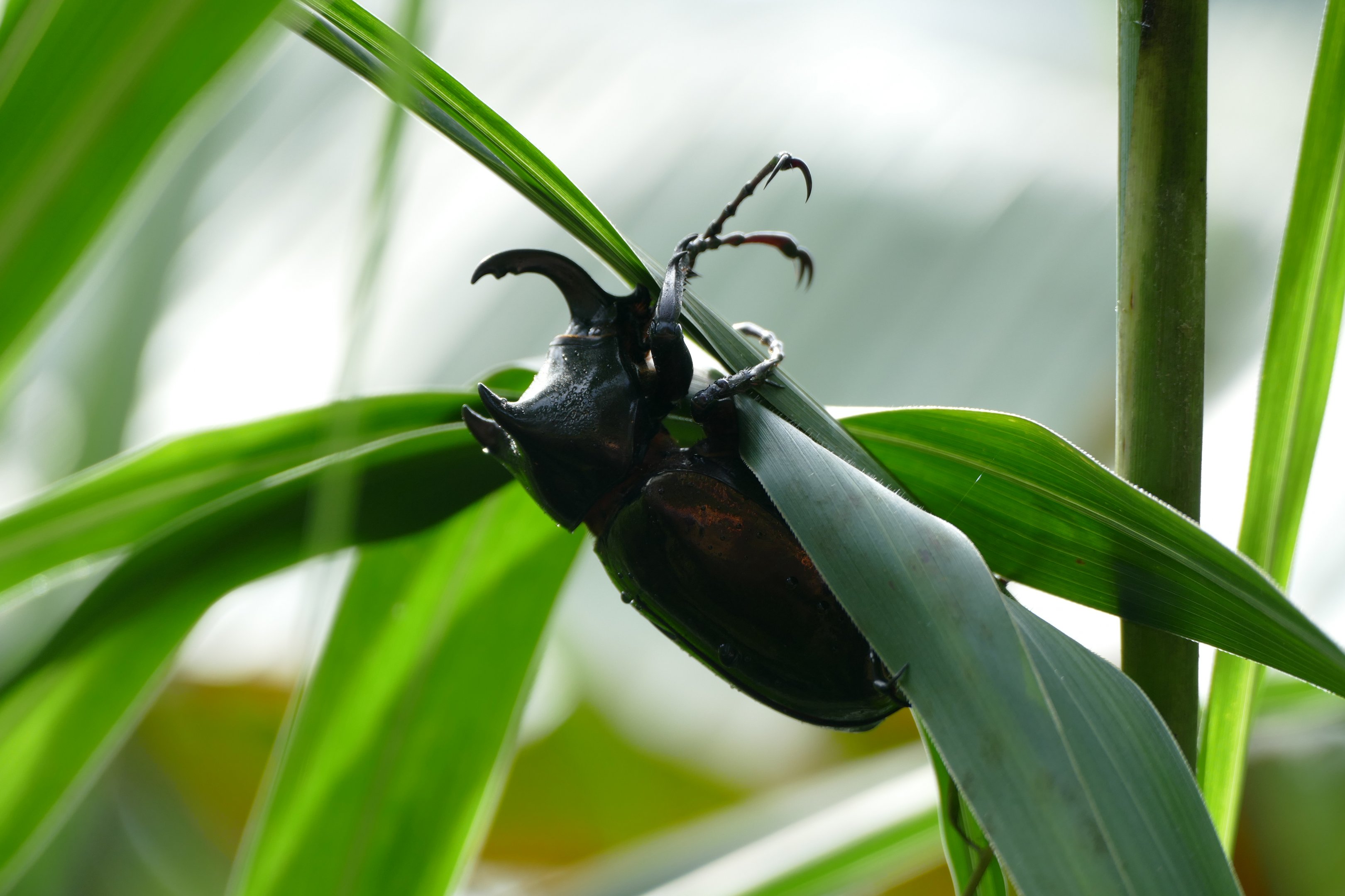Rhinoceros beetle - Fraser's Hill
