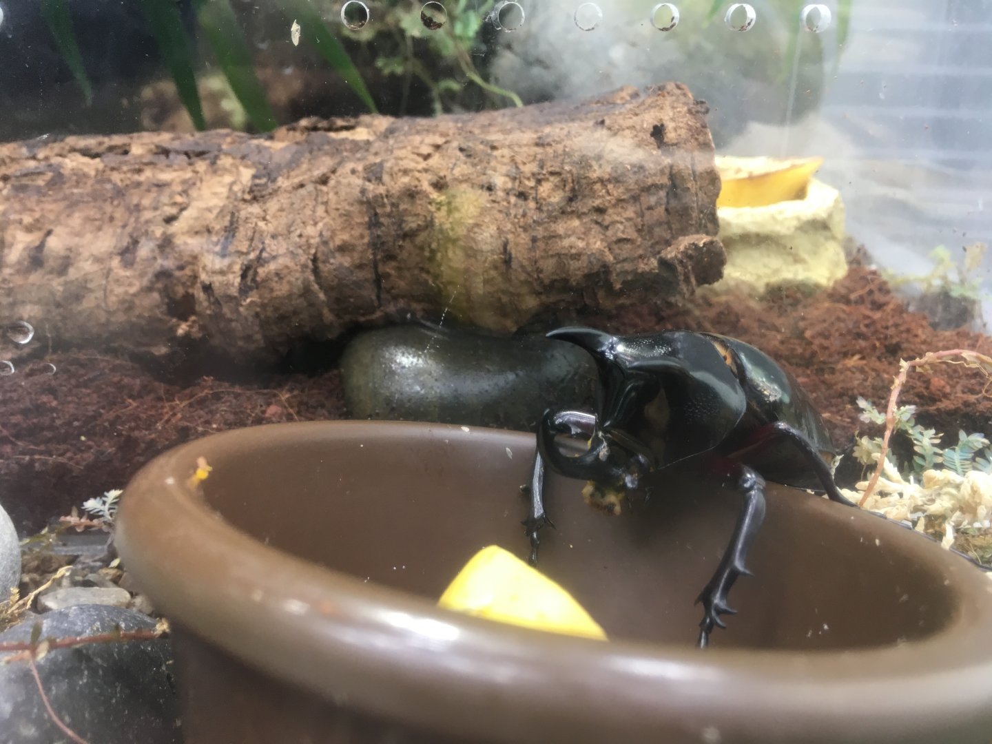 Rhinoceros beetle ID?