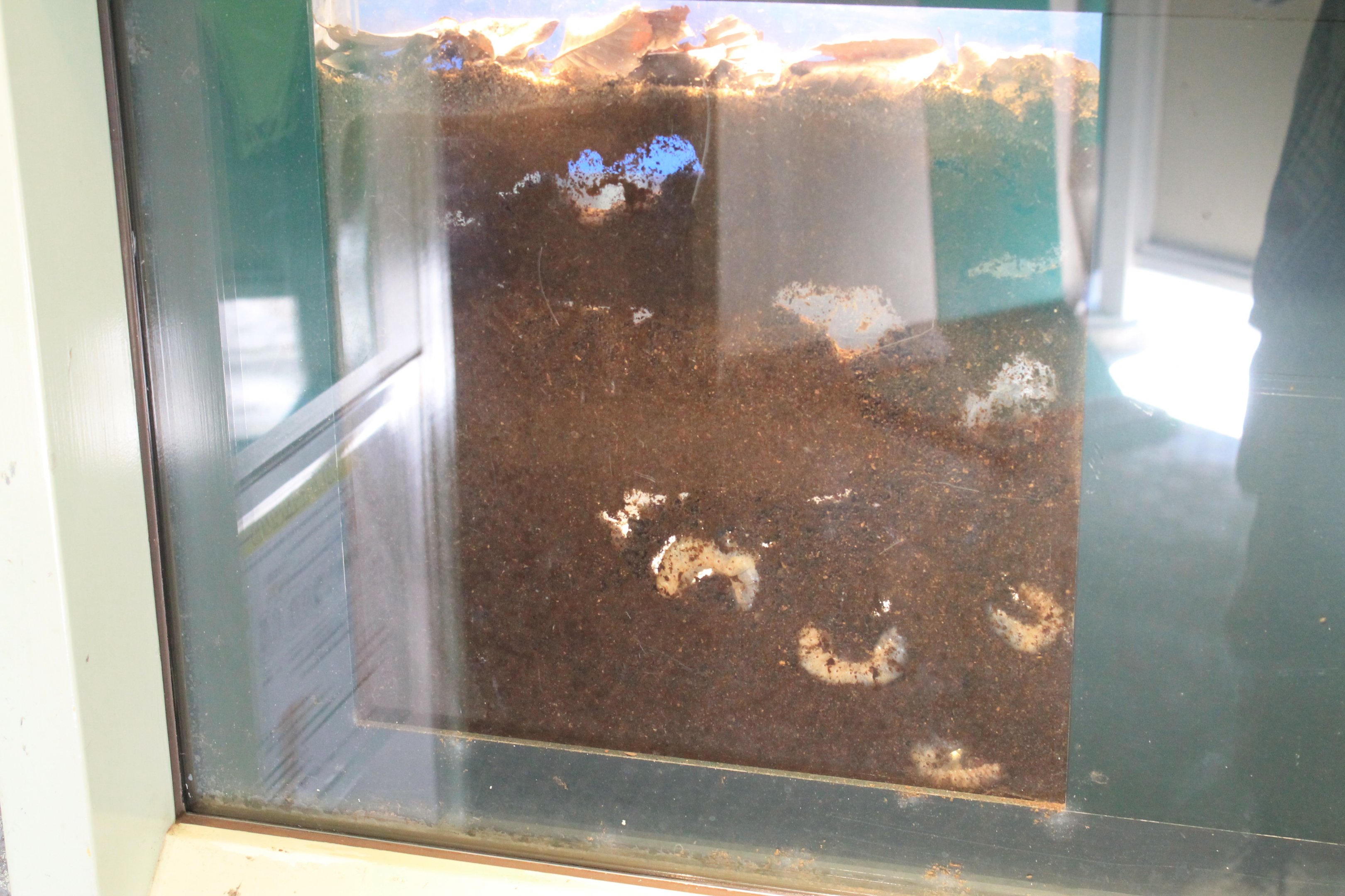 Rhinoceros Beetle larvae (Trypoxylus dichotomus) - Insectopia