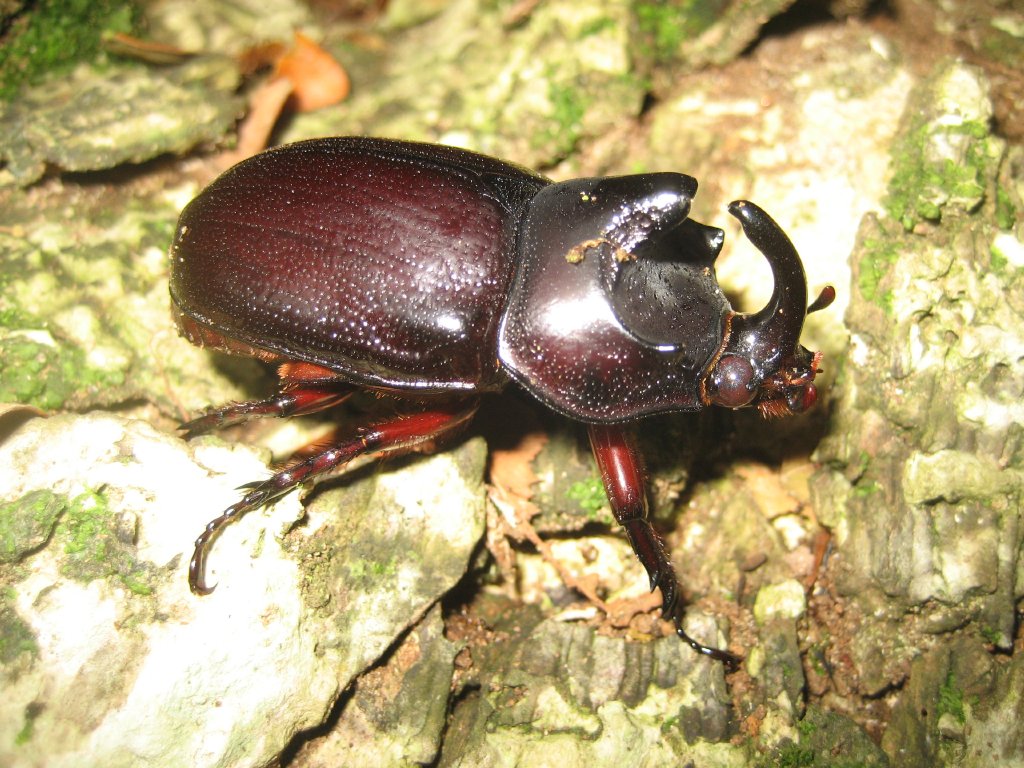 Rhinoceros Beetle male
