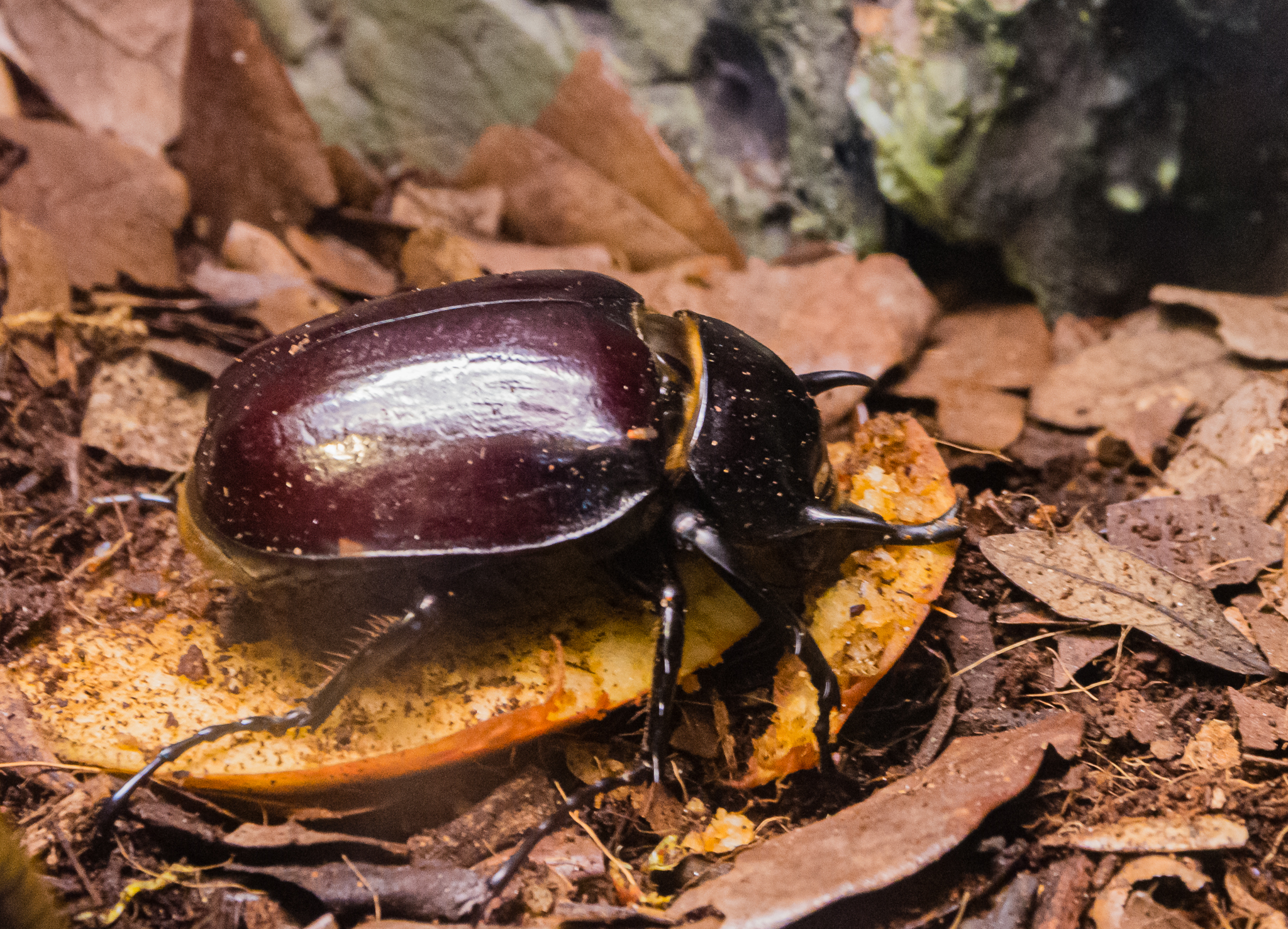 Rhinoceros Beetle-Spineless Marvels