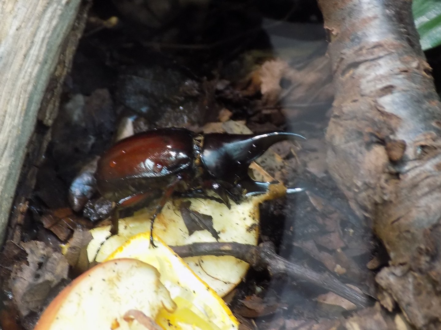 Rhinoceros Beetle