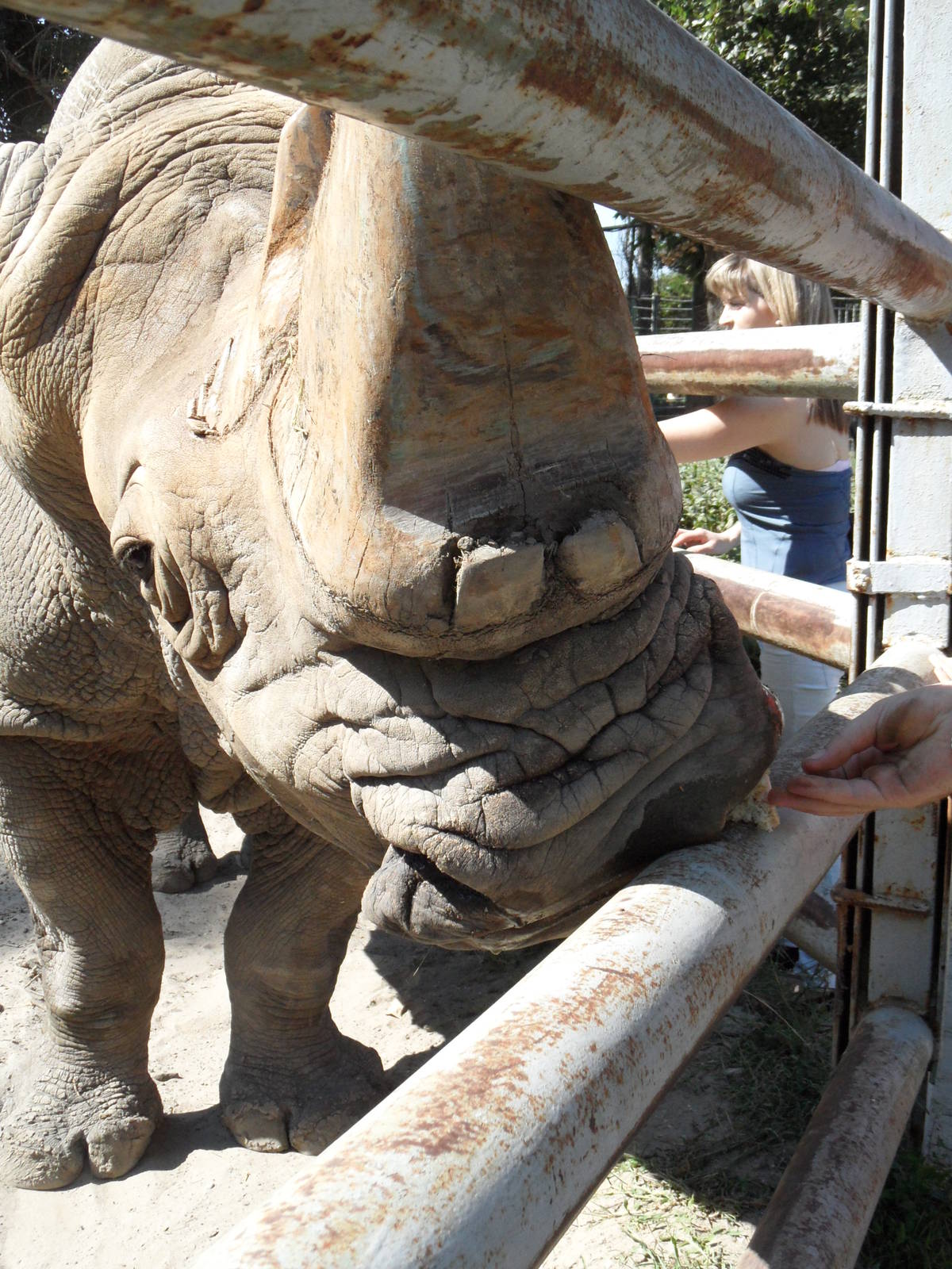 Rhinoceros being fed by visitors