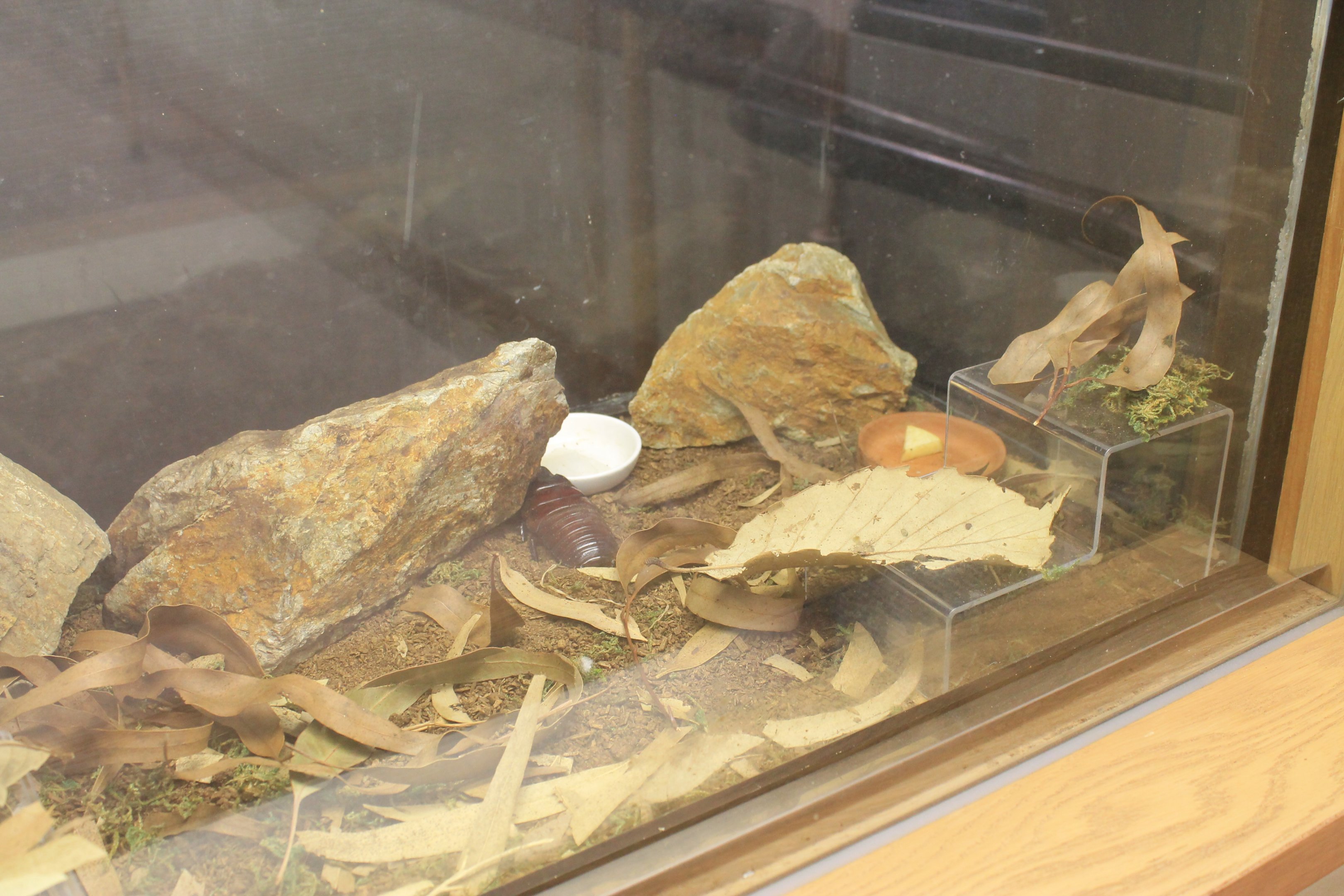 Rhinoceros Cockroach terrarium - Minoh Park Insect Museum (Osaka)