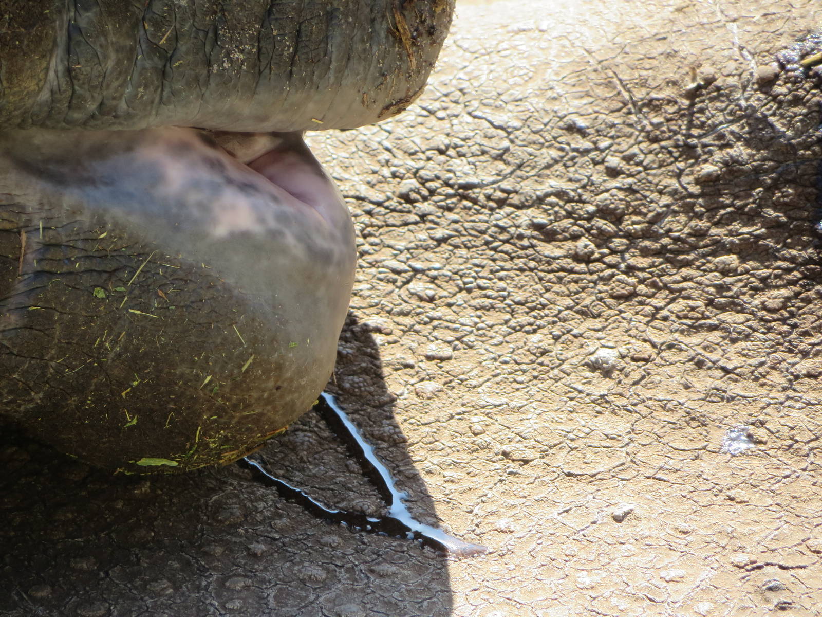 Rhinoceros enjoying the spring sun