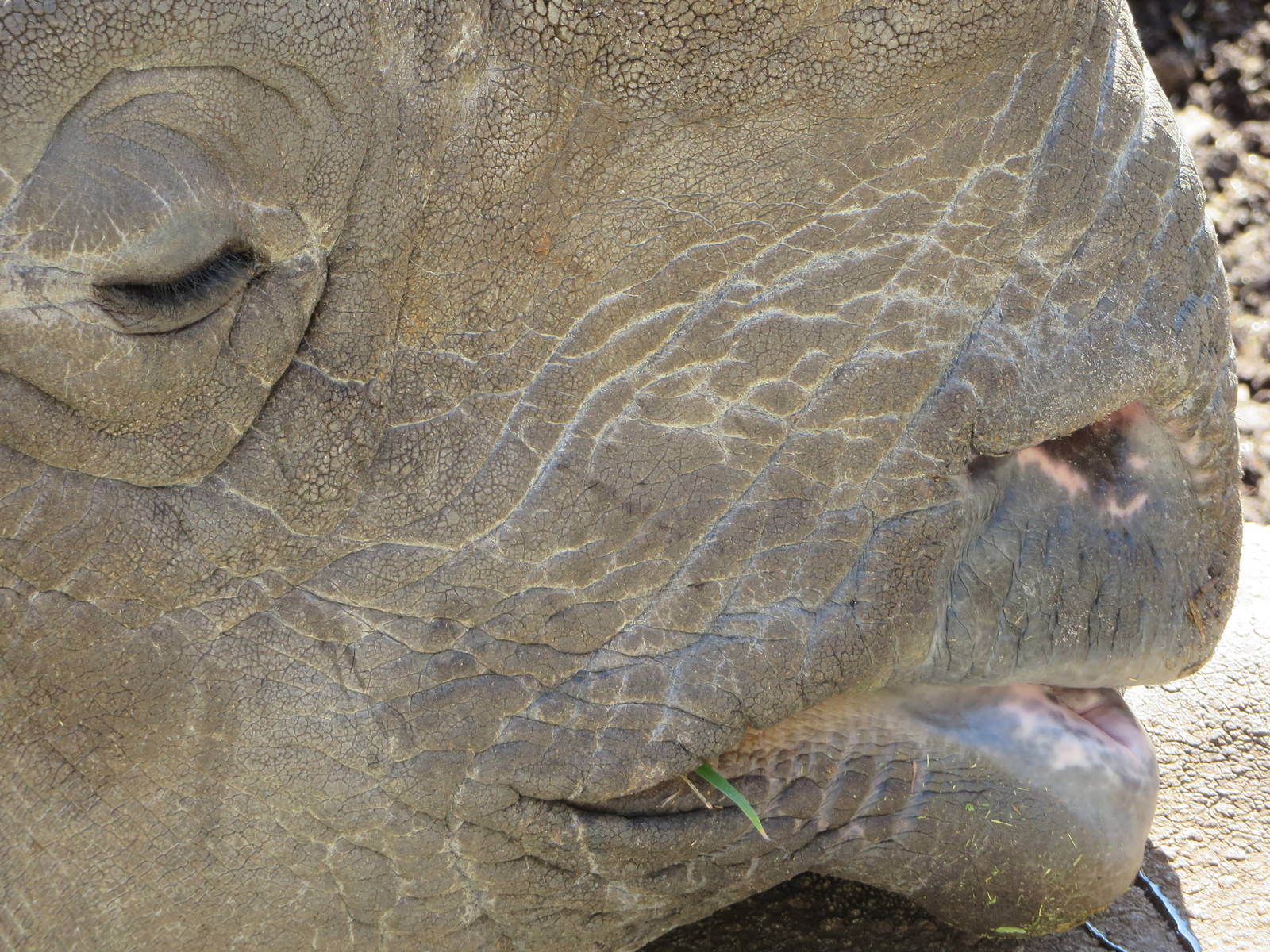 Rhinoceros enjoying the spring sun