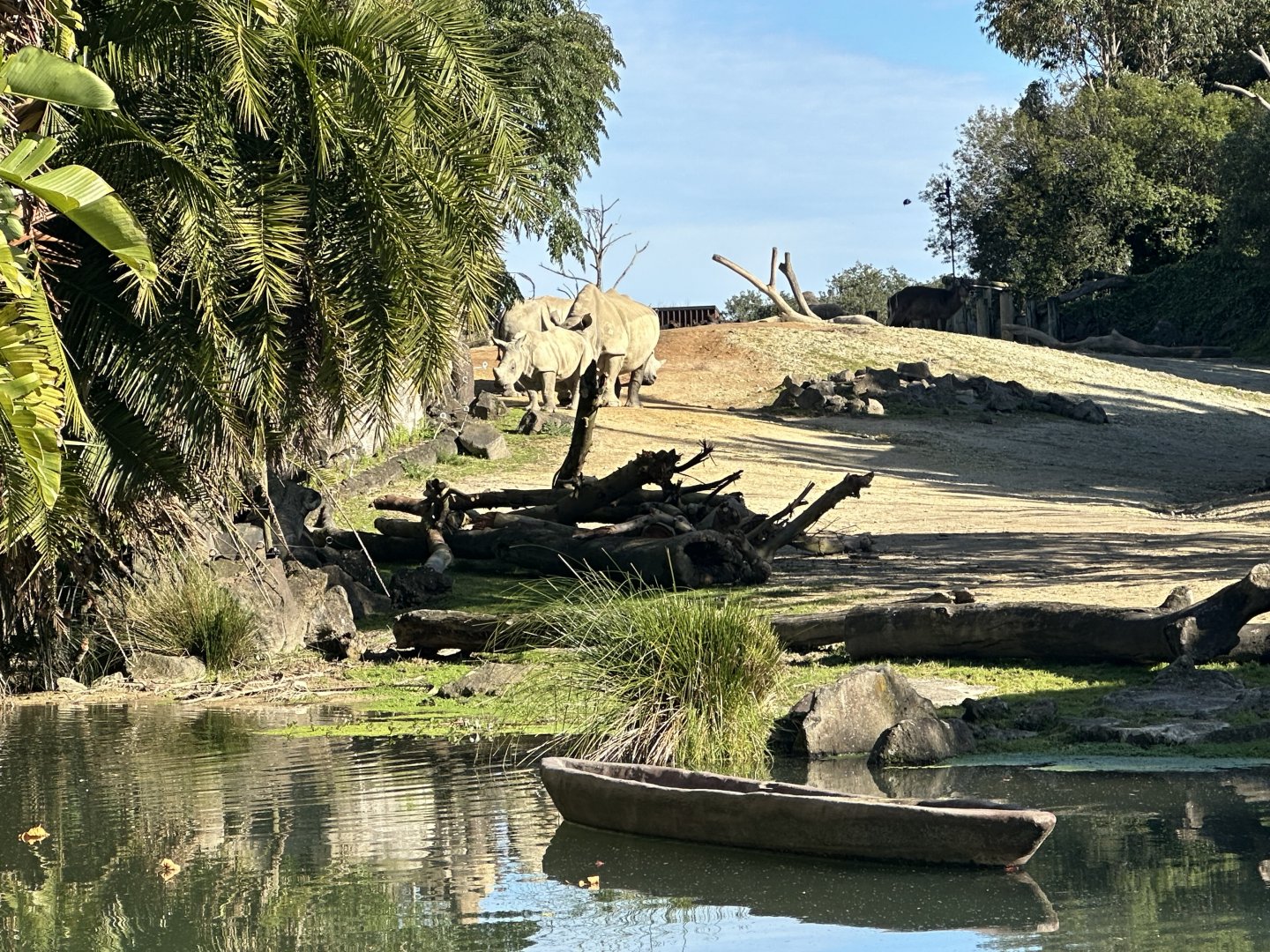 Rhinoceros Herd at Waterhole