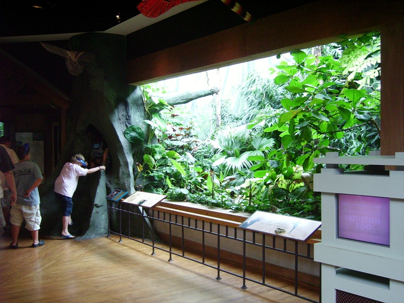 Rhinoceros Hornbilee Viewing - The Birdhouse