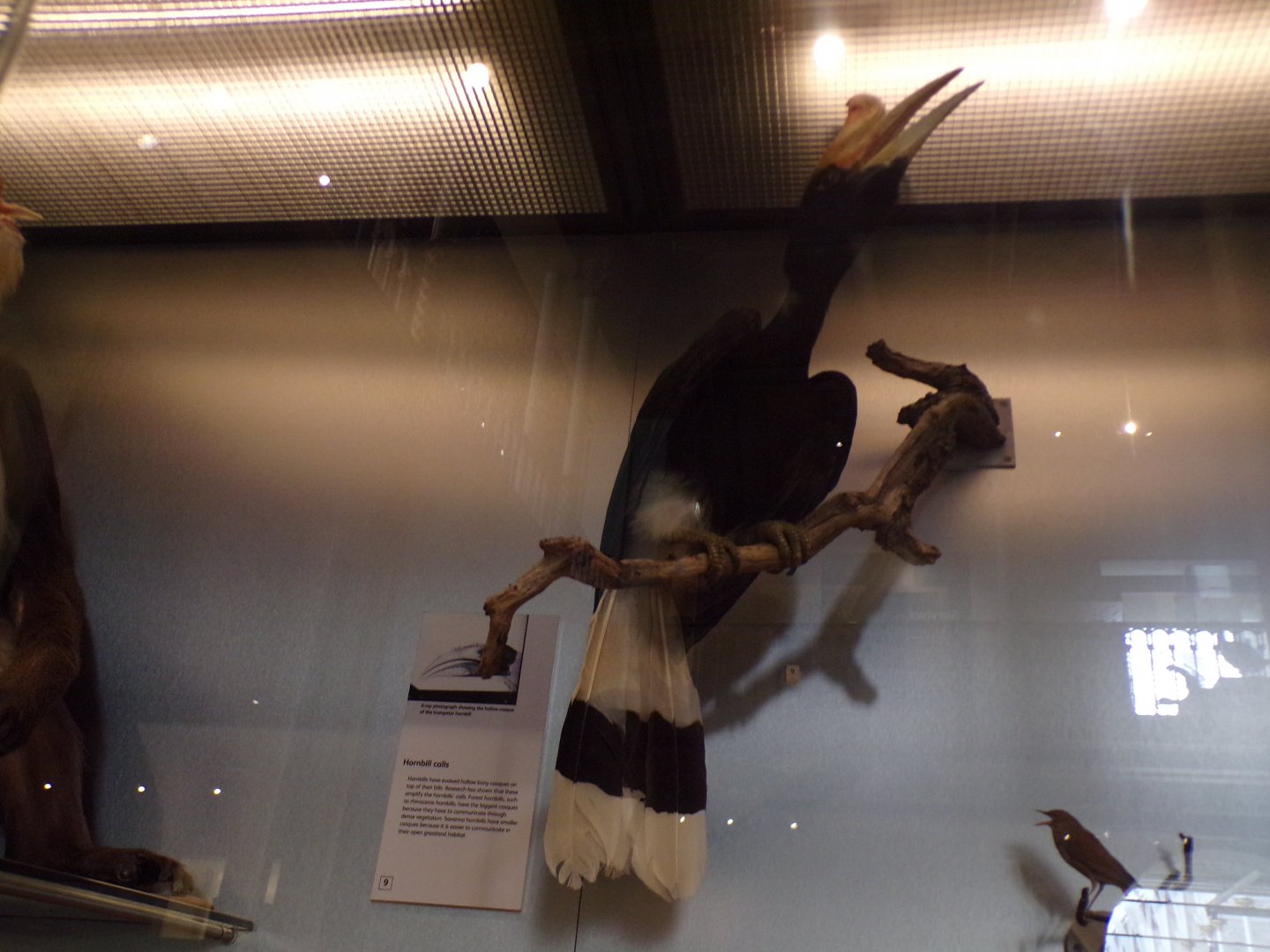 Rhinoceros hornbill 26.8.23