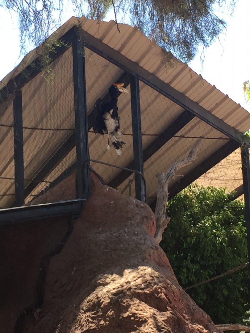 Rhinoceros Hornbill 6-22-2019