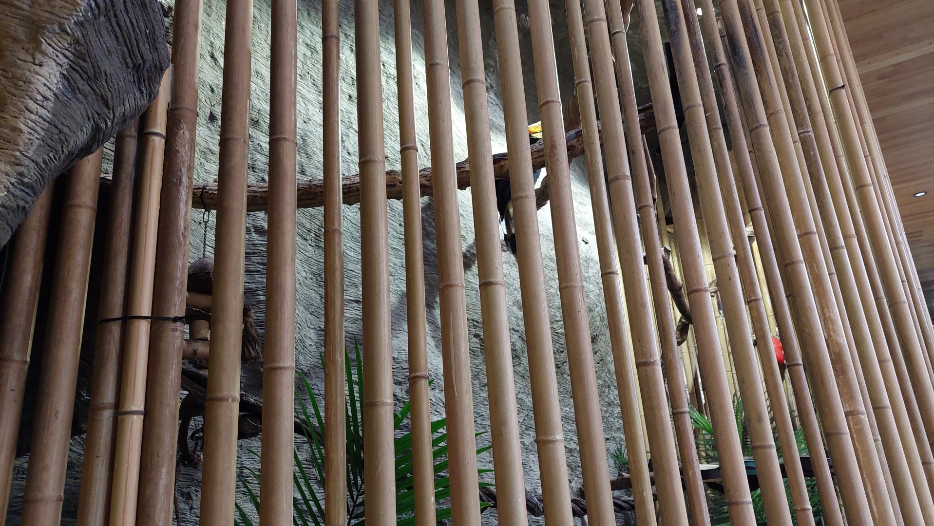 Rhinoceros Hornbill and Great Argus exhibit