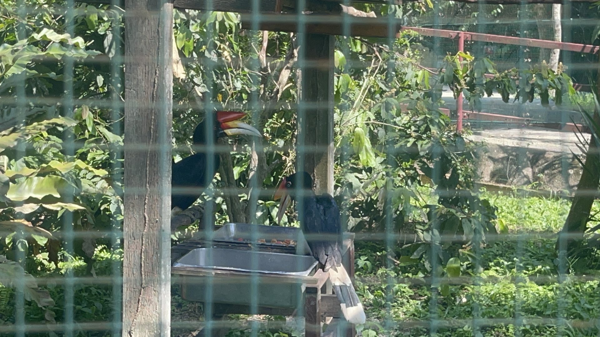 Rhinoceros Hornbill at Afamosa Safari Wonderland