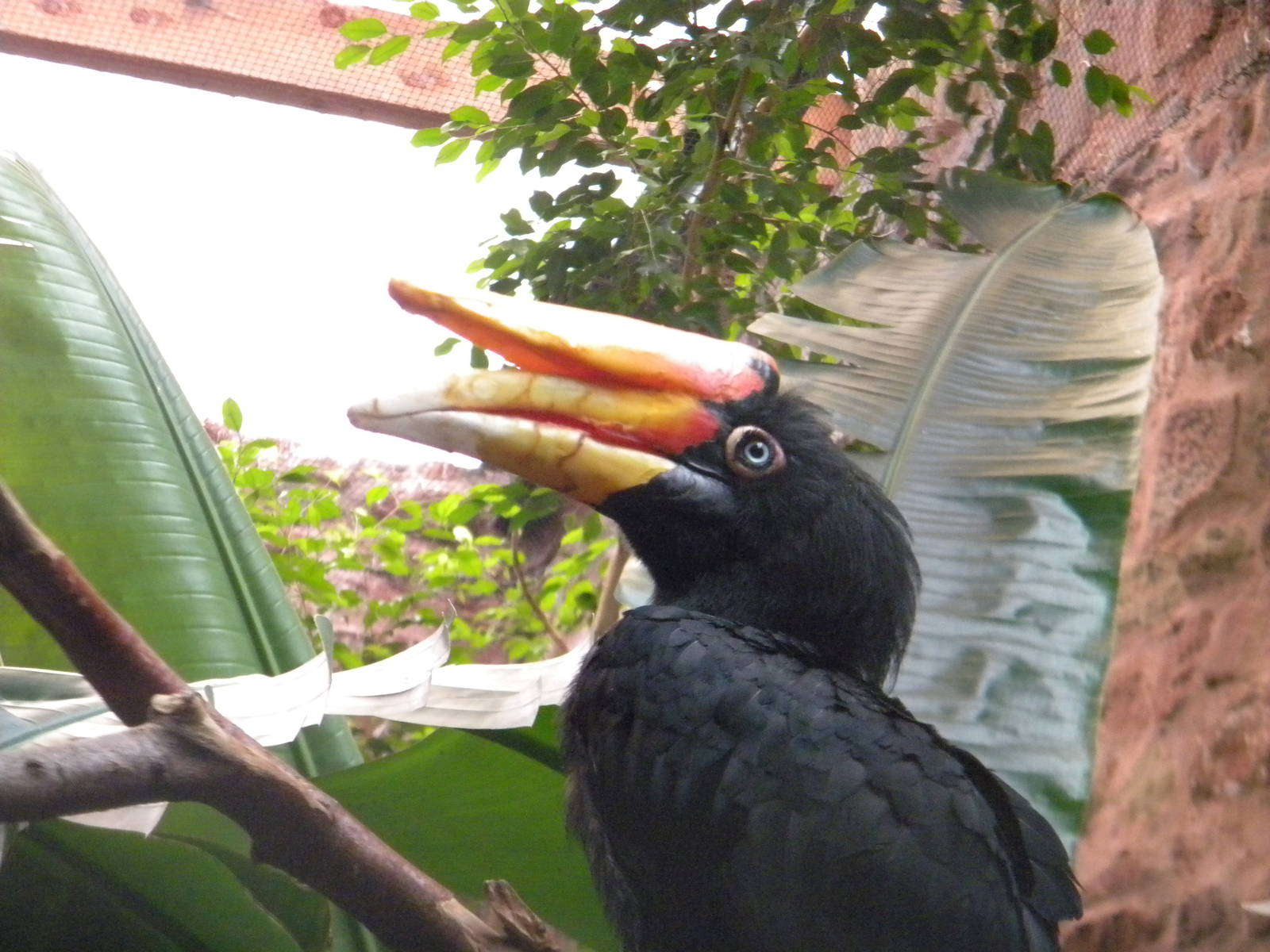 Rhinoceros Hornbill at Chester Zoo 11/06/11