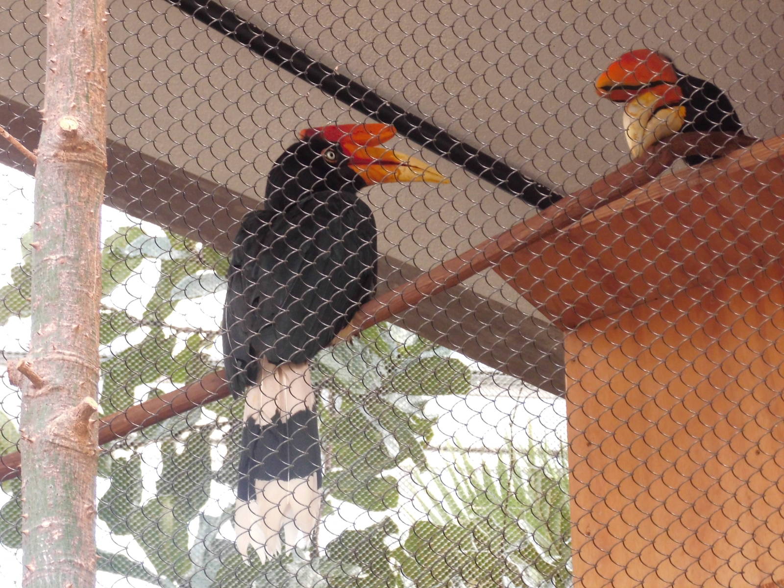 Rhinoceros hornbill at Philadelphia zoo 2015-03-08