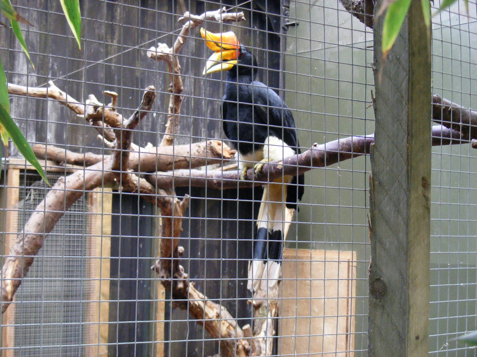 Rhinoceros hornbill at RSCC, 2 April 2010