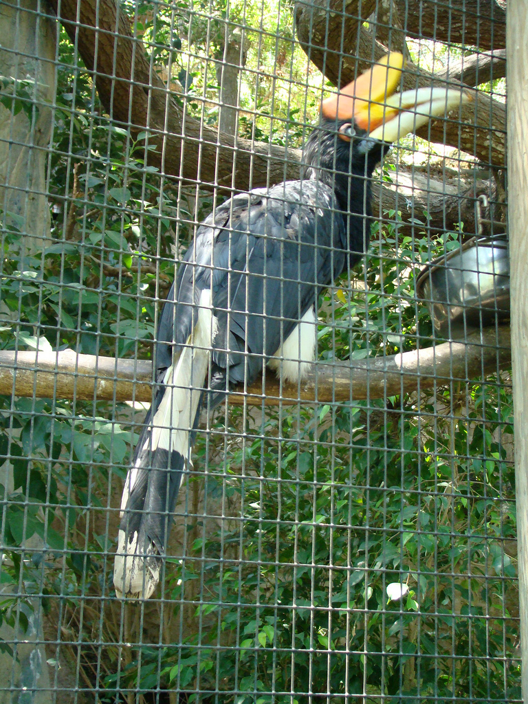Rhinoceros Hornbill at the Santa Barbara Zoo