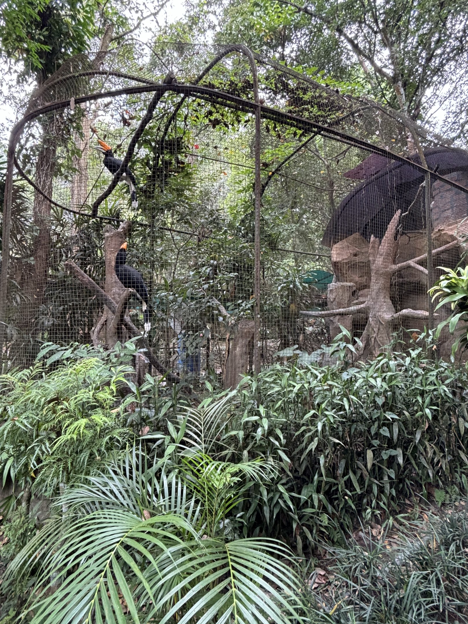 Rhinoceros Hornbill Aviary #2 - Bird Forest