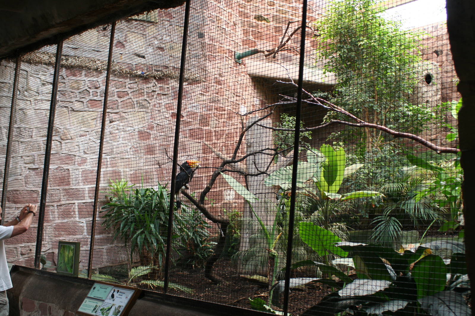 Rhinoceros Hornbill Aviary @ Chester; 17.07.10