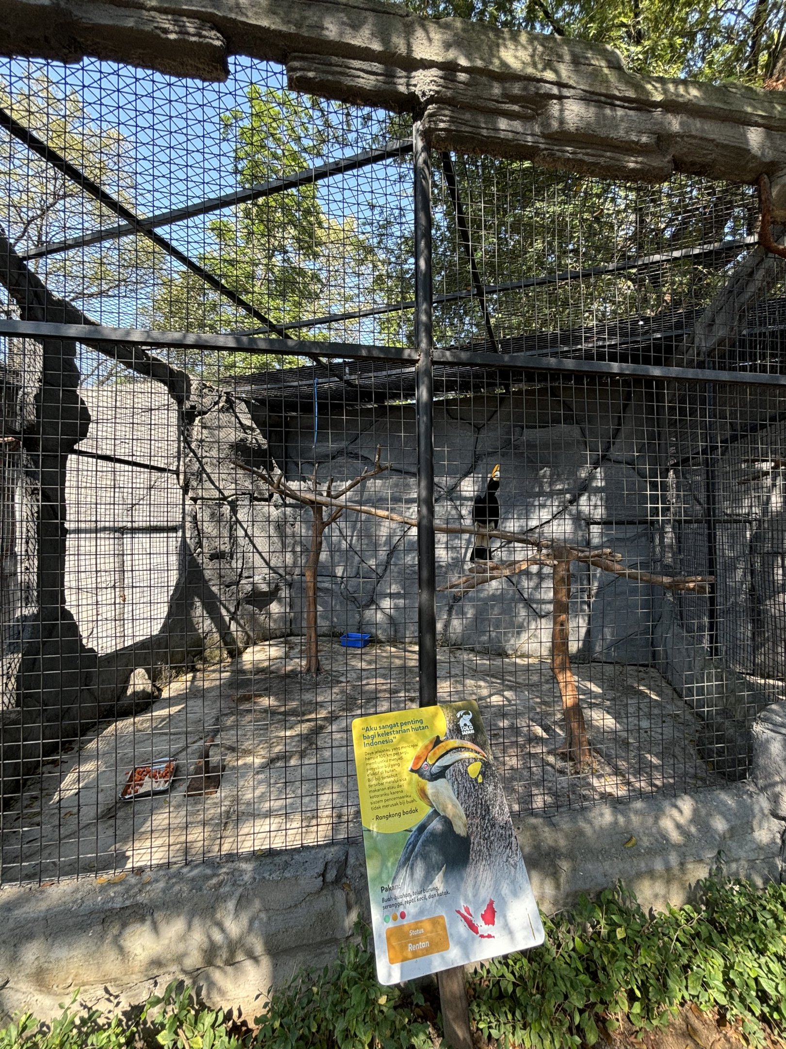 Rhinoceros Hornbill Aviary - Solo Safari