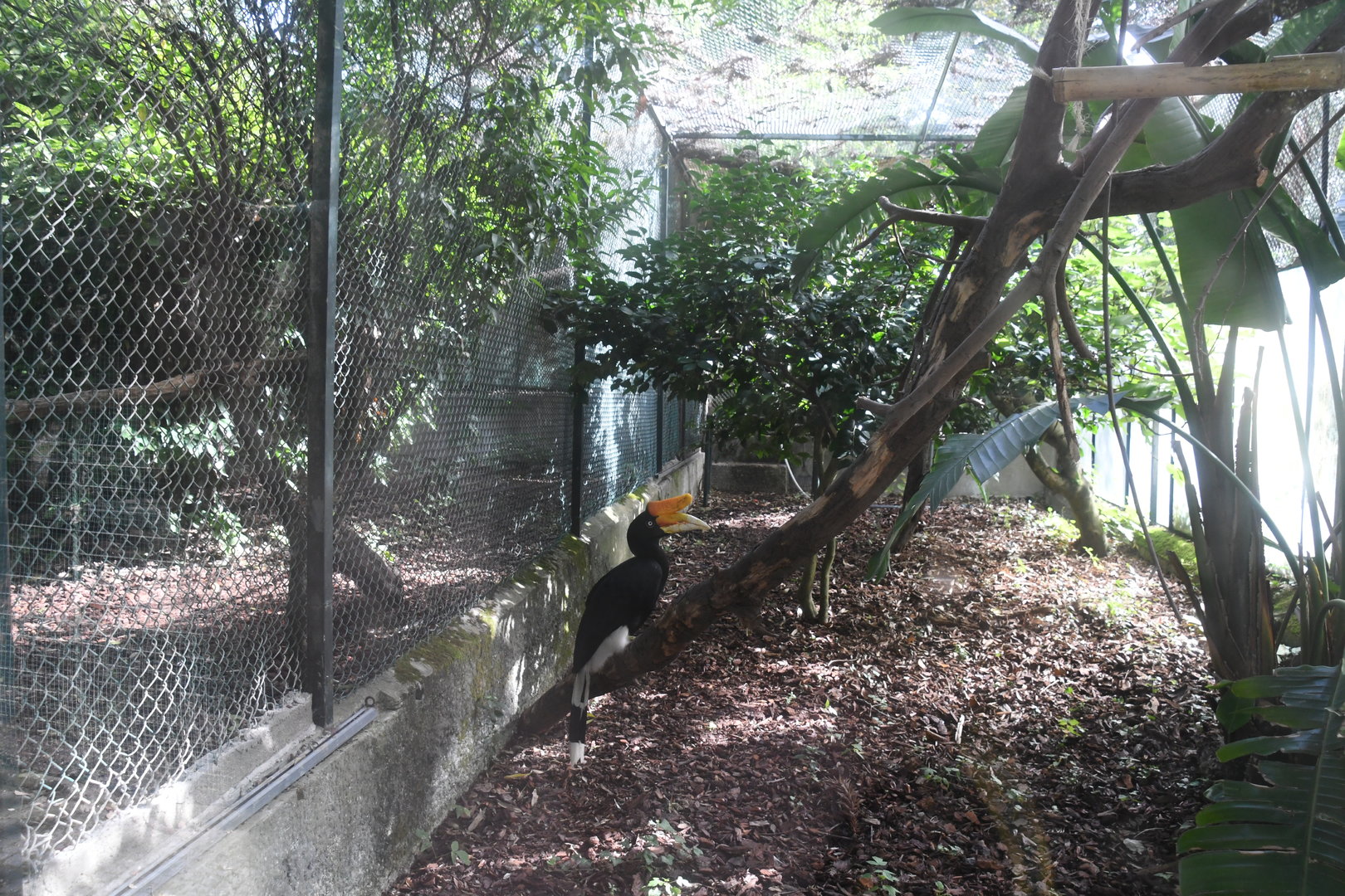 Rhinoceros Hornbill Aviary (Zoo Lourosa)