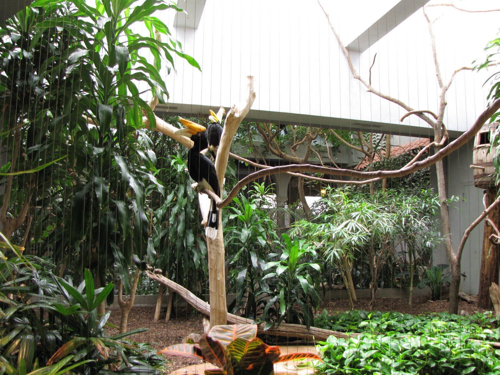 Rhinoceros Hornbill Aviary