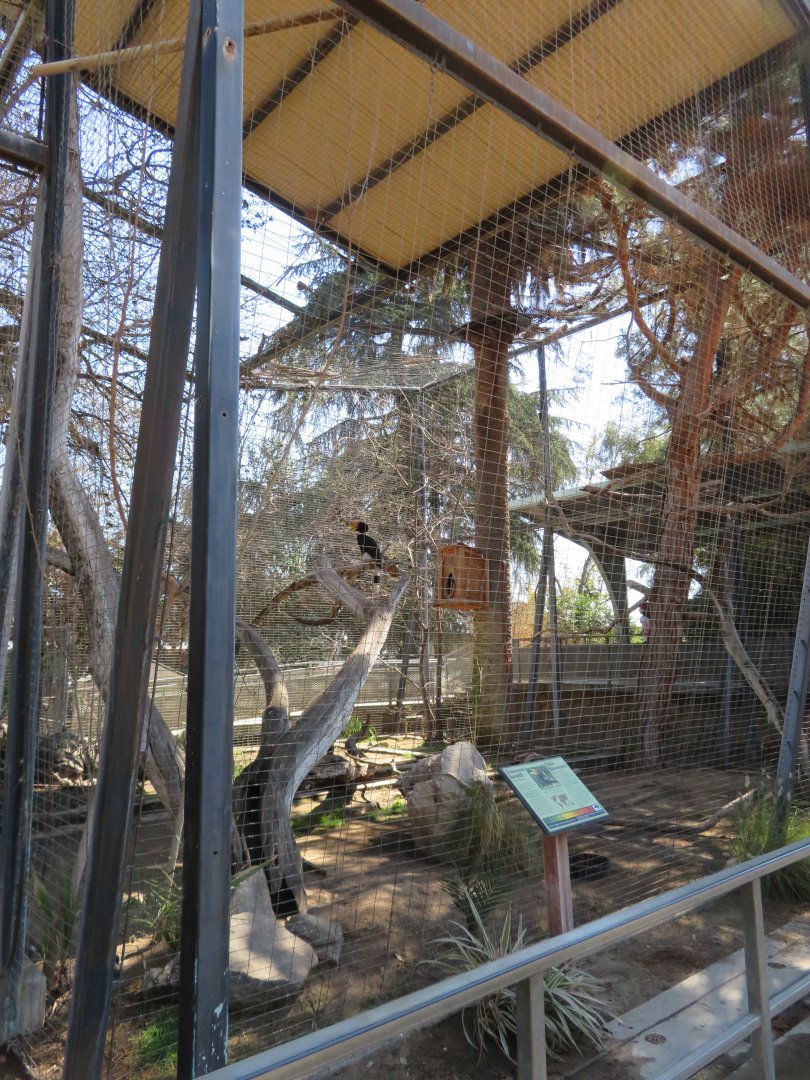 Rhinoceros Hornbill Aviary