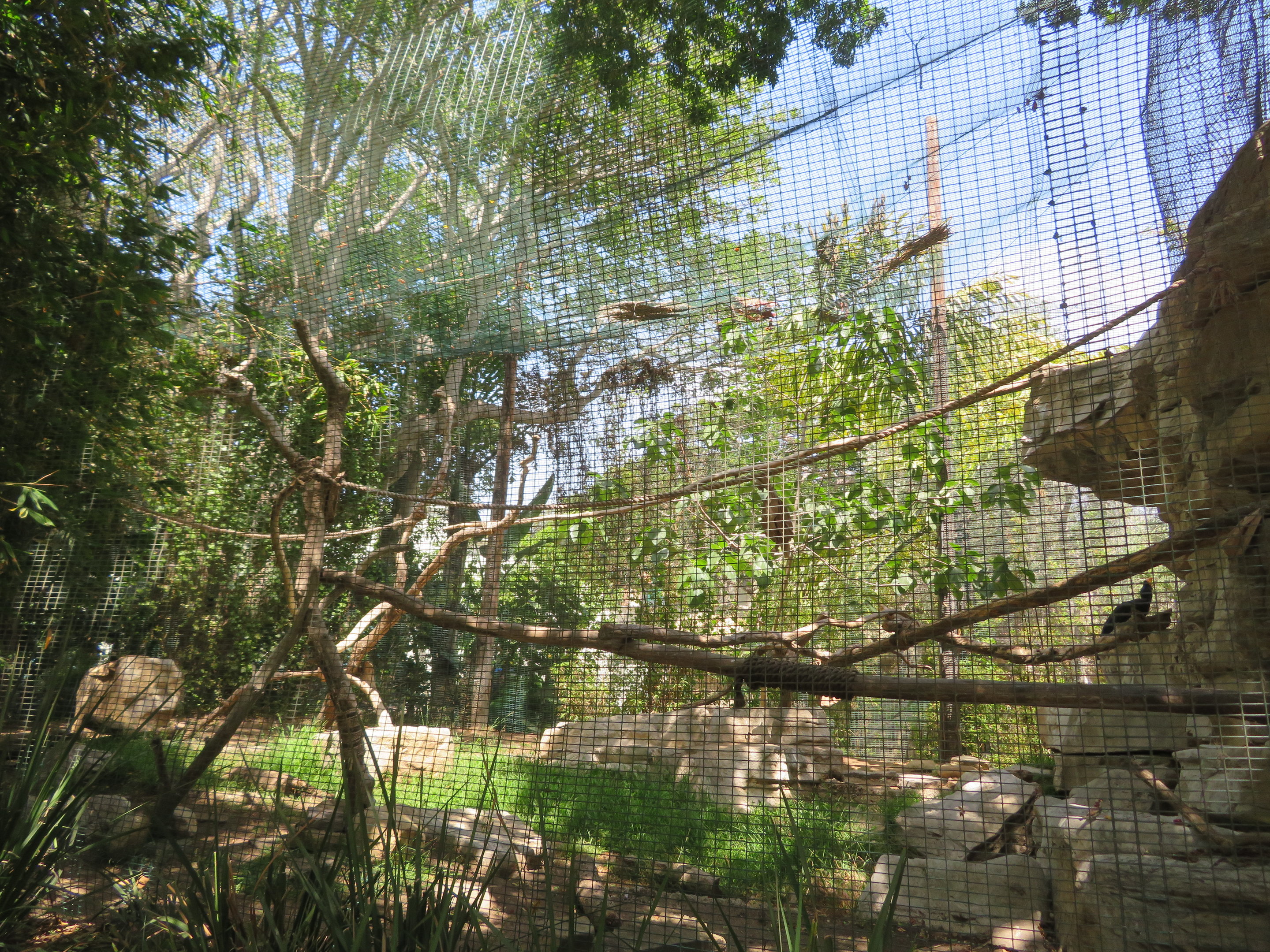 Rhinoceros Hornbill Aviary