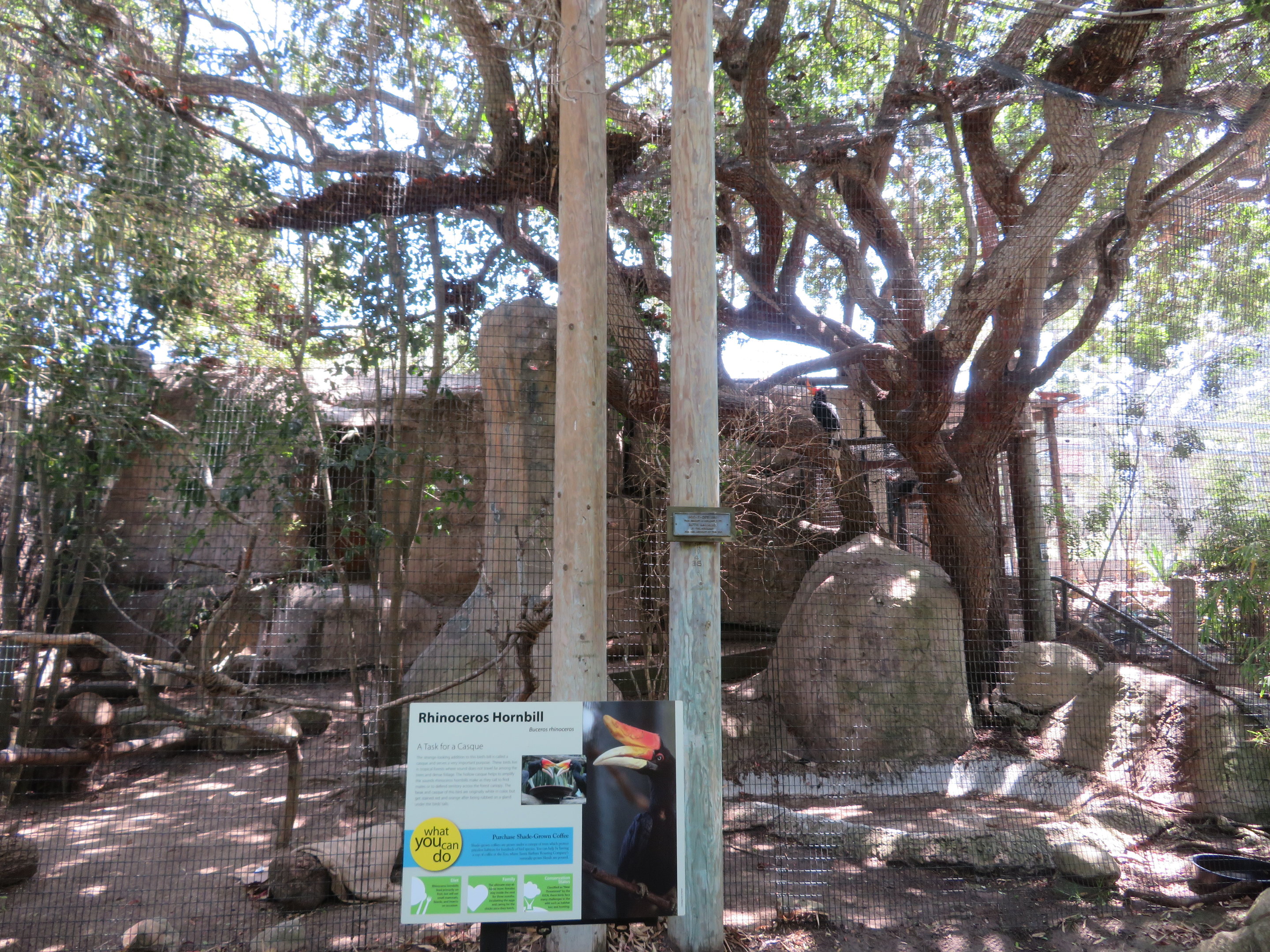 Rhinoceros Hornbill Aviary