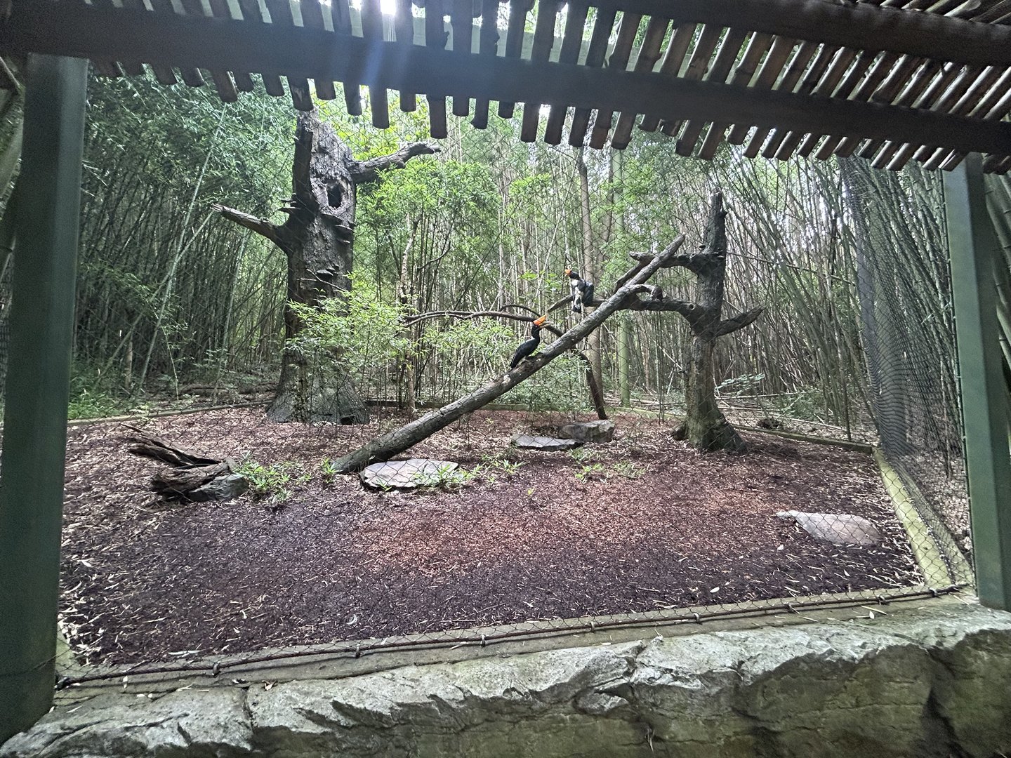 Rhinoceros Hornbill Aviary