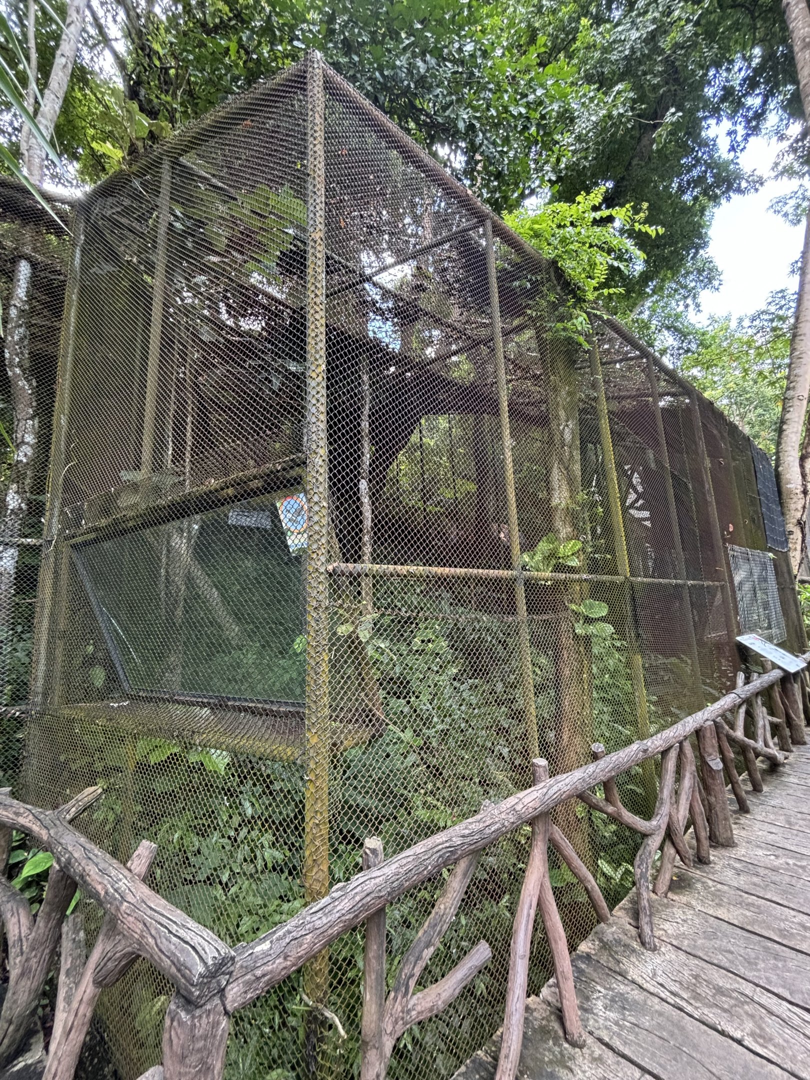 Rhinoceros Hornbill Aviary
