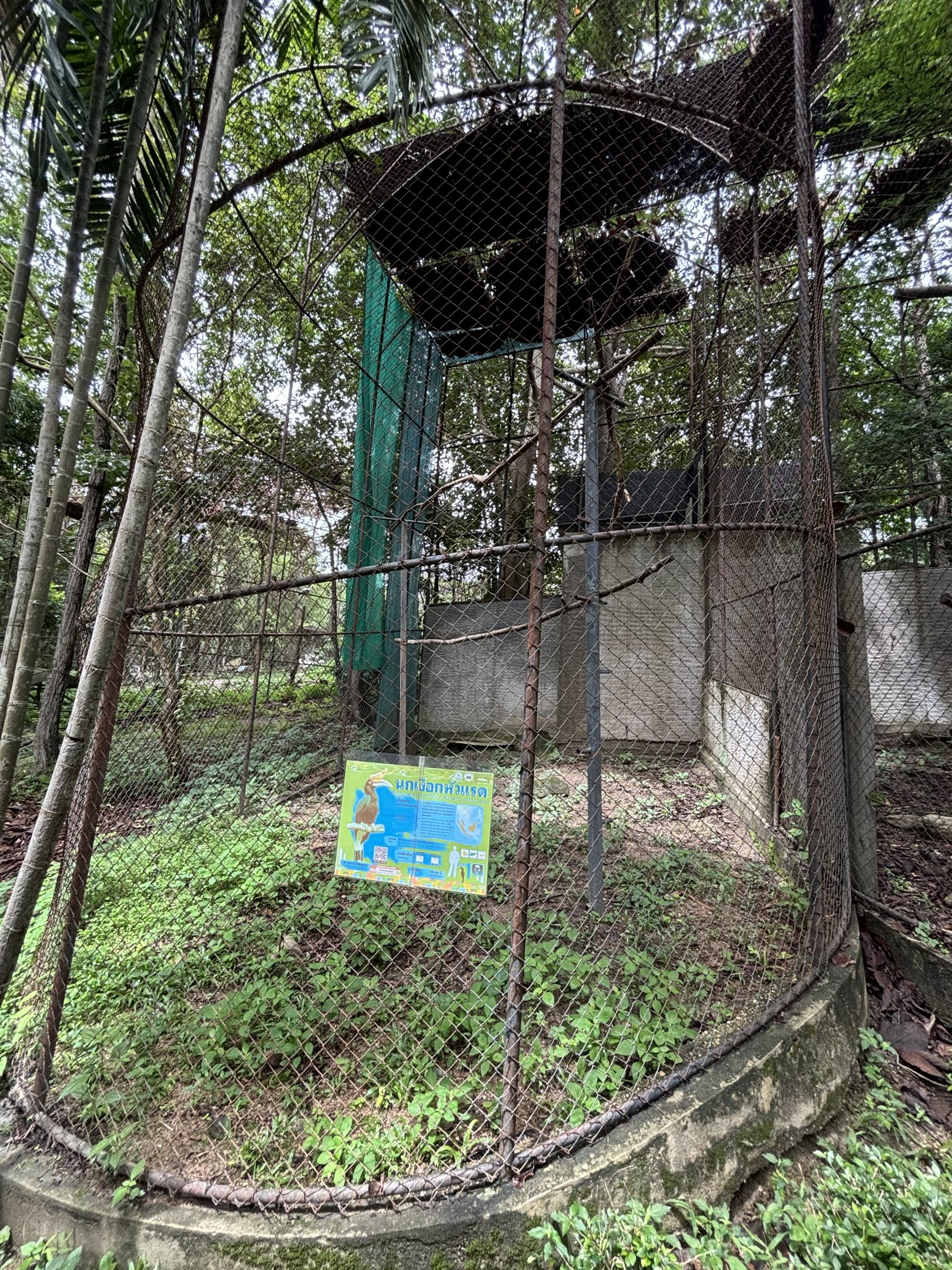 Rhinoceros Hornbill Aviary