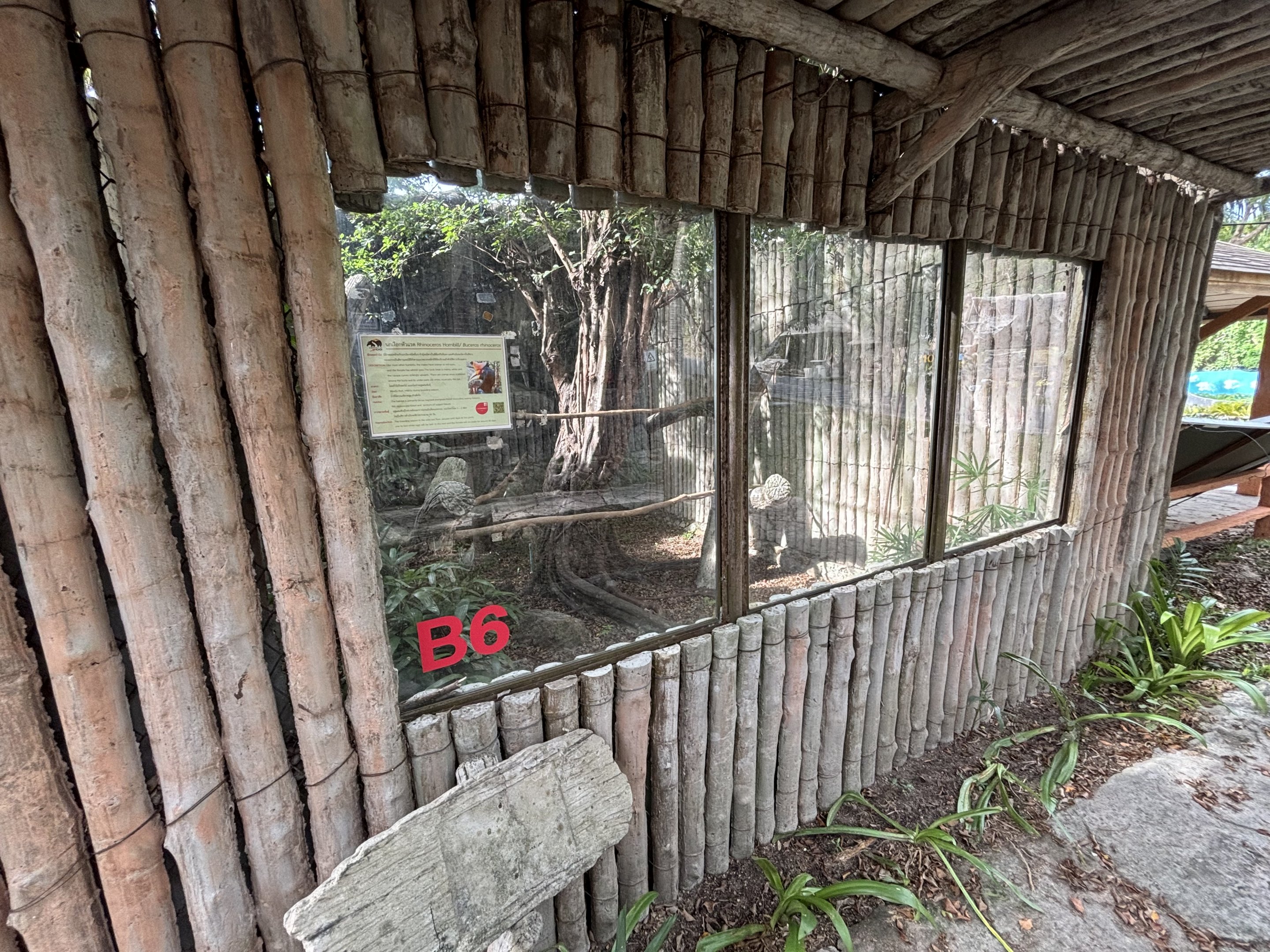 Rhinoceros Hornbill Aviary