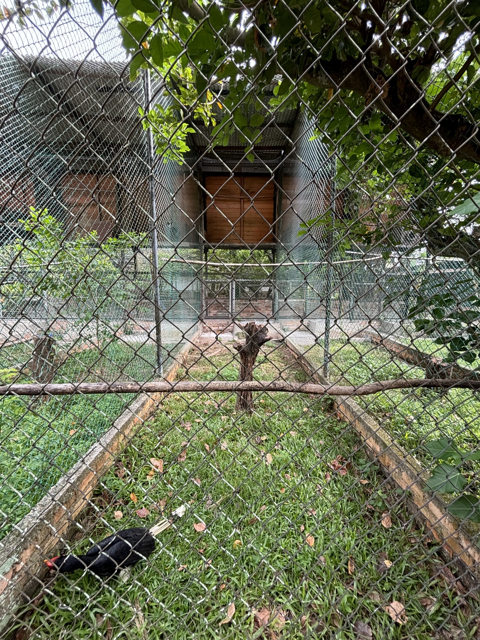 Rhinoceros Hornbill Aviary