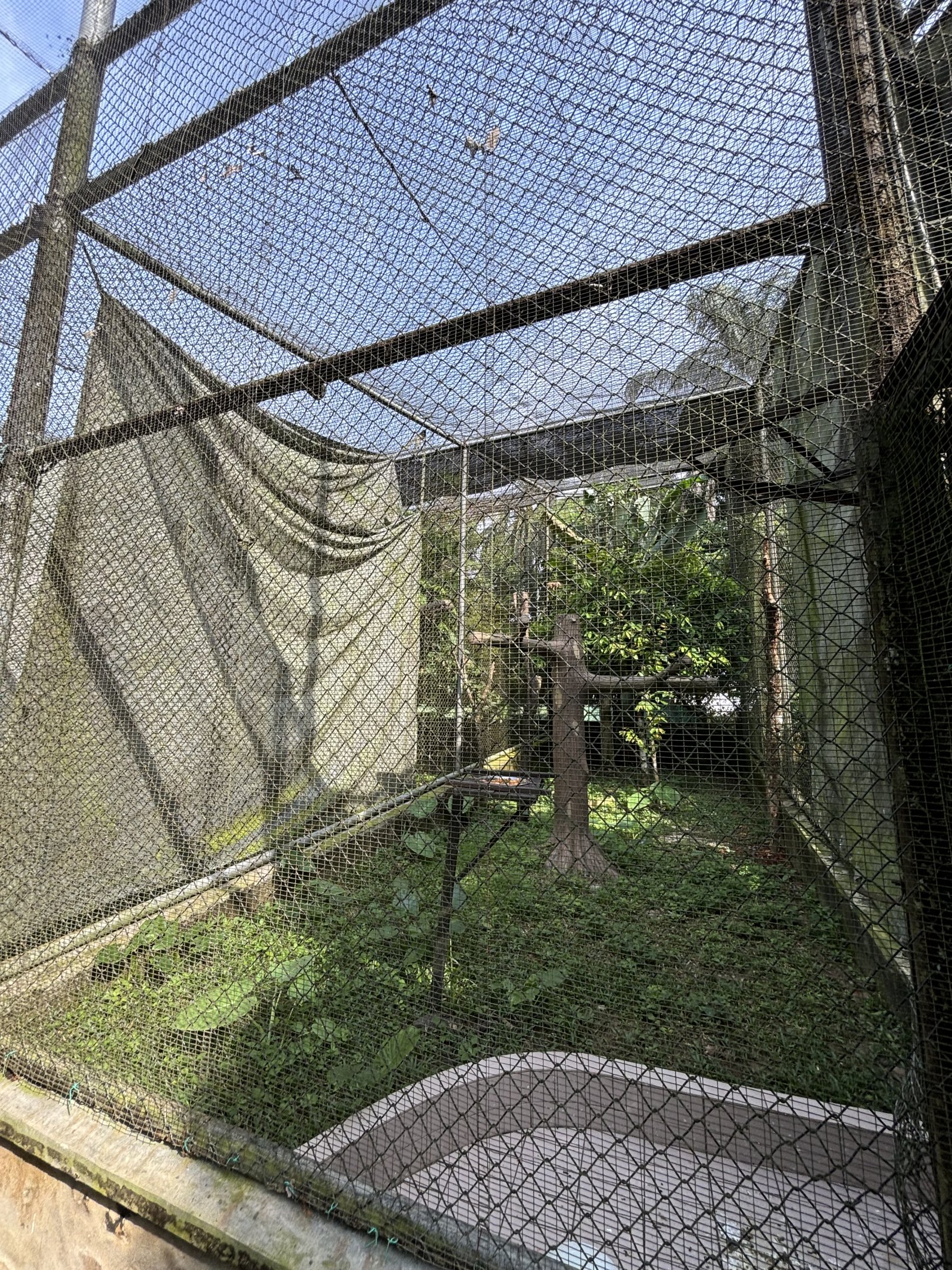 Rhinoceros Hornbill Aviary