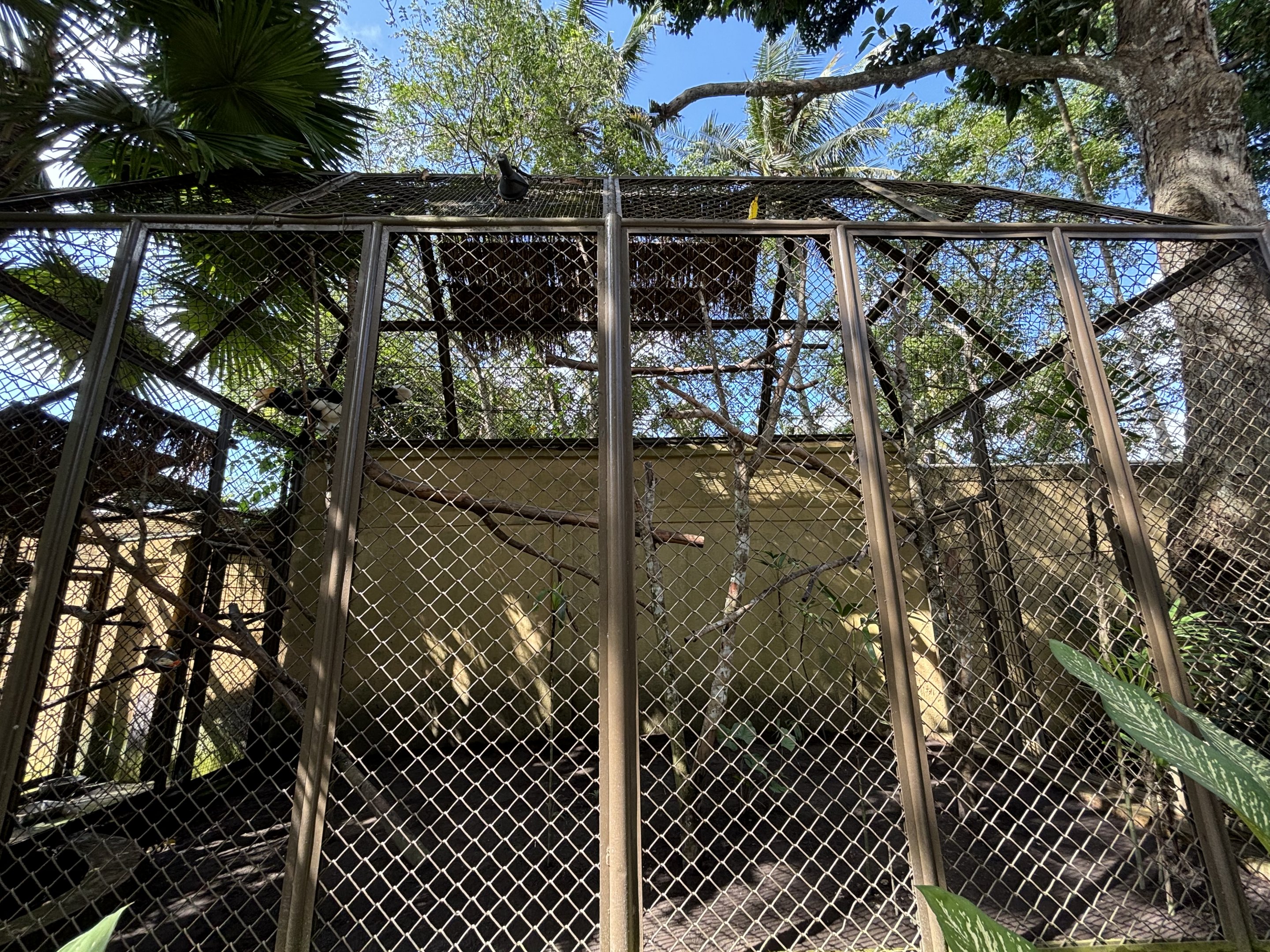 Rhinoceros Hornbill Aviary