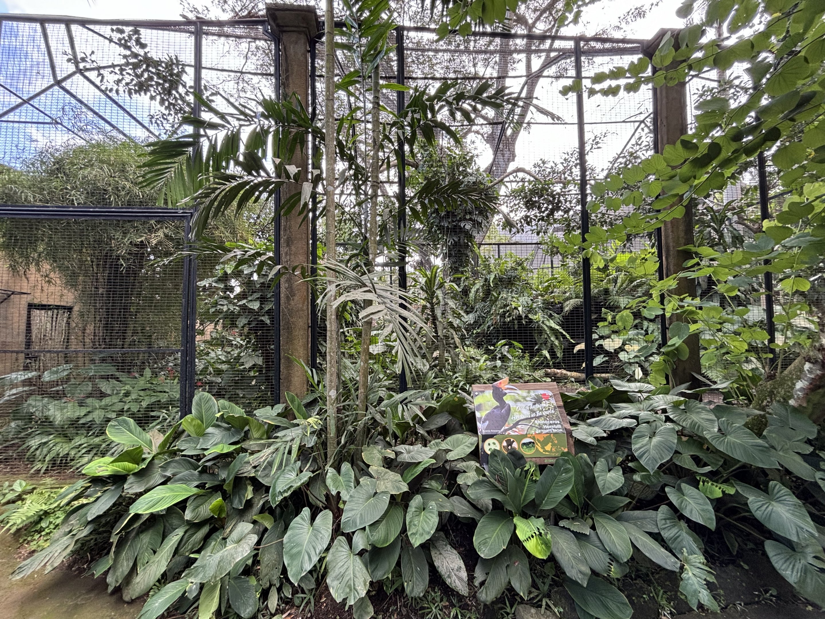 Rhinoceros Hornbill Aviary