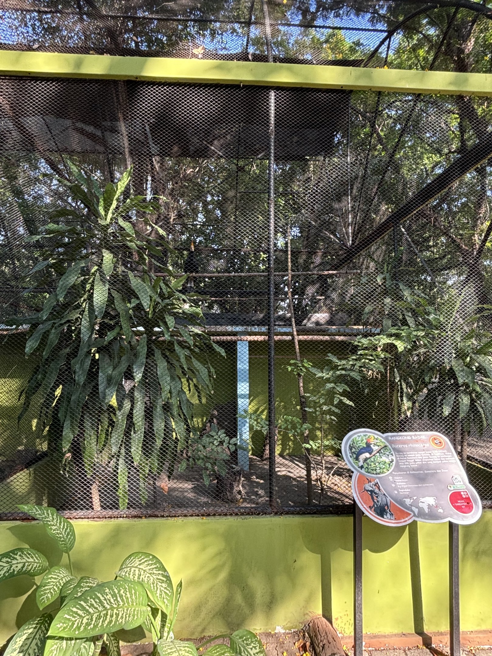 Rhinoceros Hornbill Aviary