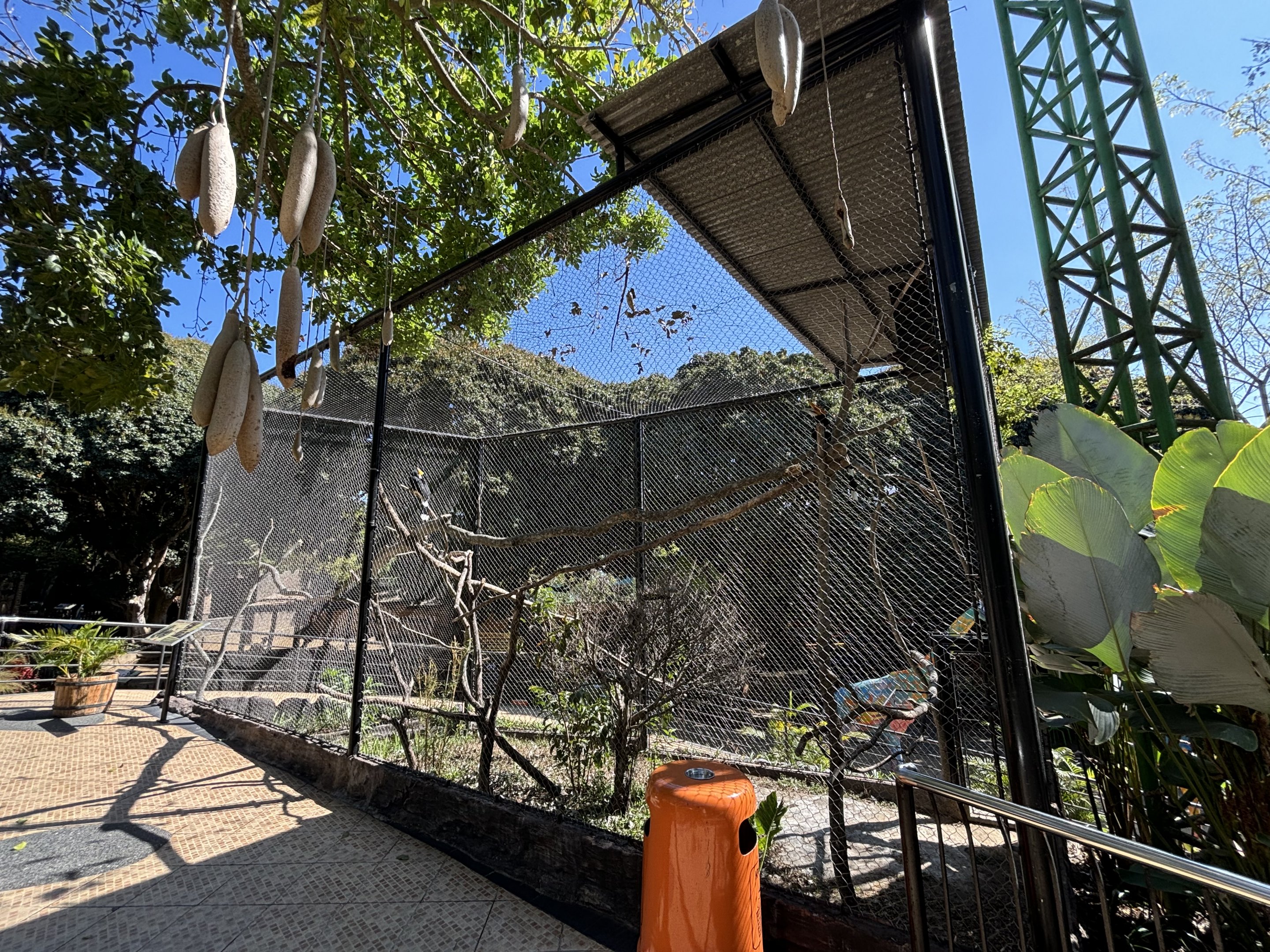 Rhinoceros Hornbill Aviary