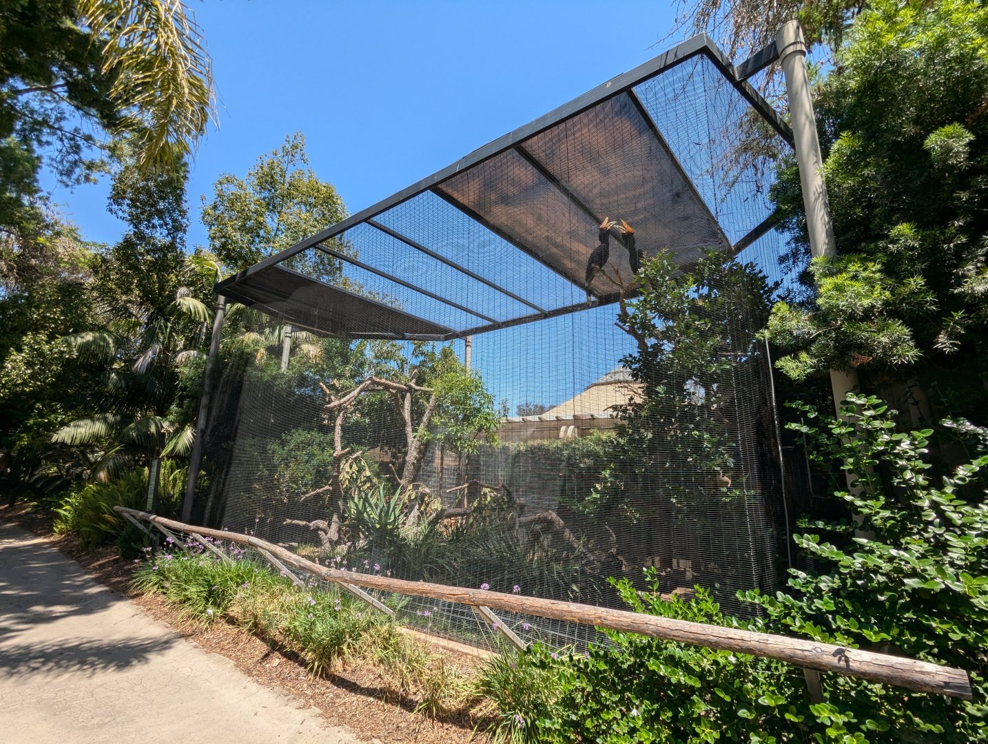 Rhinoceros Hornbill Aviary